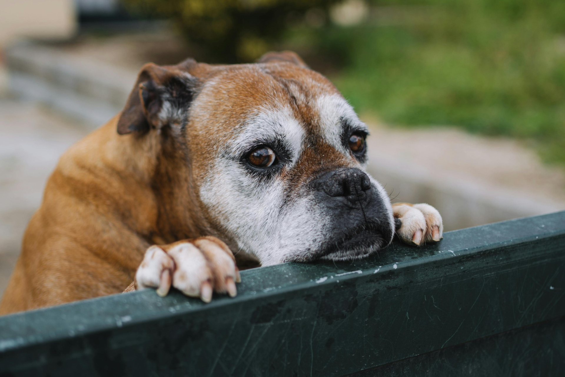 Imagen de archivo de un perro de raza boxer | PEXELS