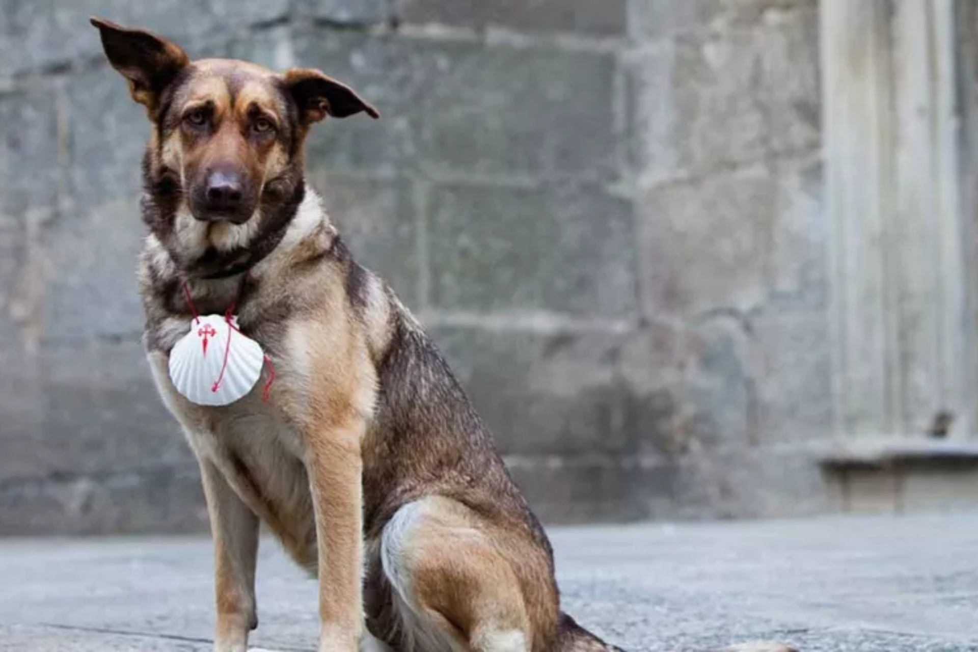 Imagen de archivo de un perro en Santiago de Compostela.