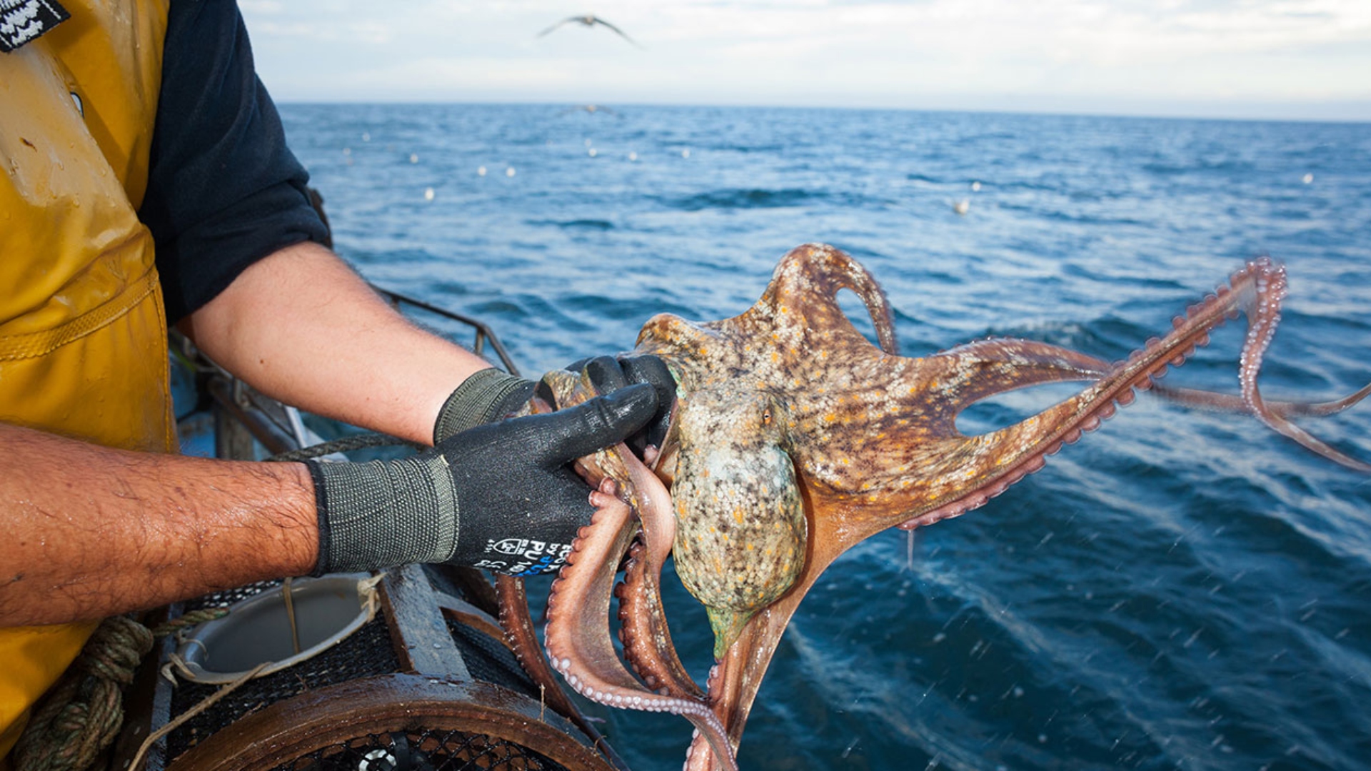 Imagen de archivo de la captura de un pulpo | SEAFOOD MEDIA