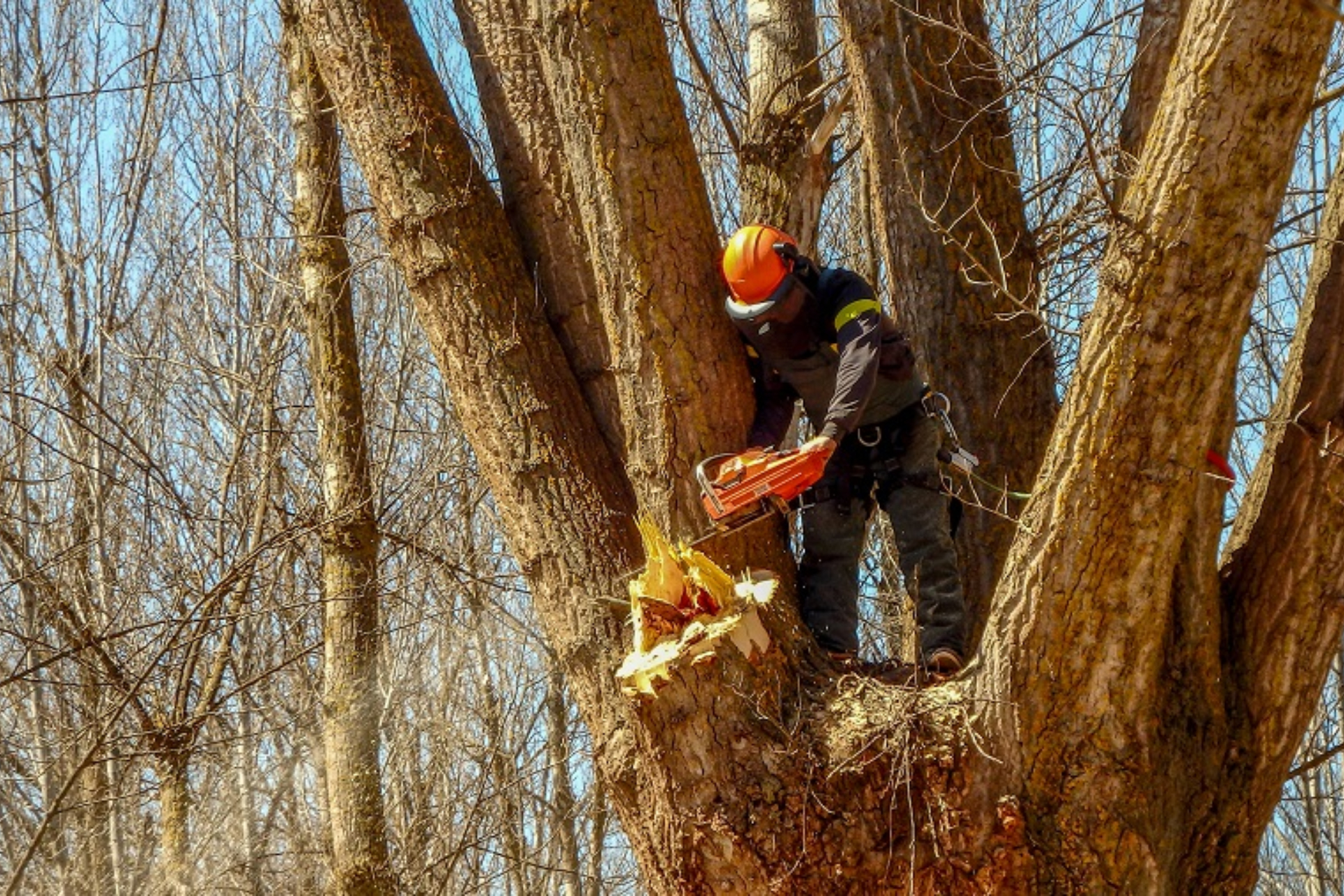 Imagen de archivo de un hombre talando un árbol | MINISTERIO DE CULTURA