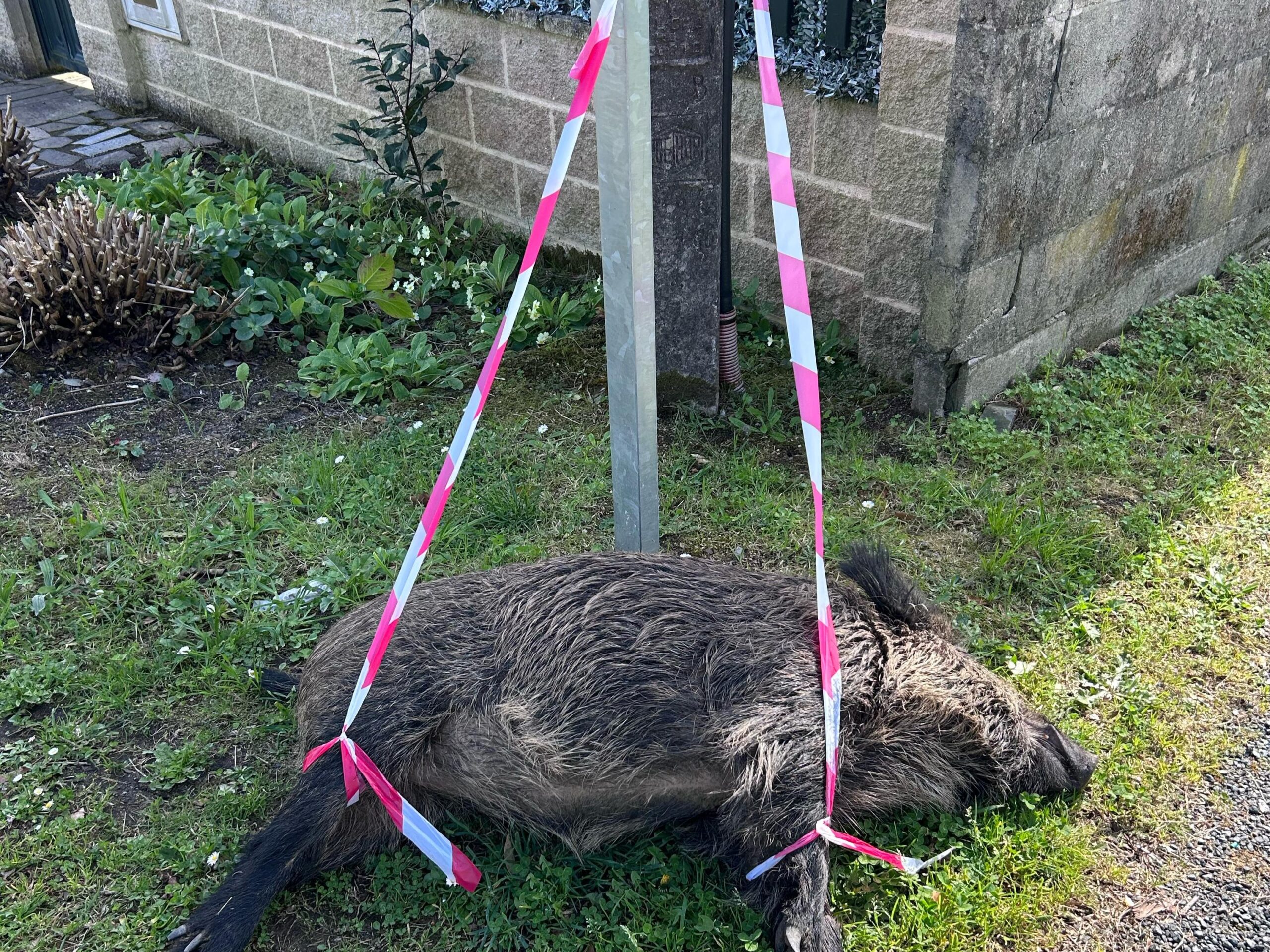 El animal a las puertas de la vivienda