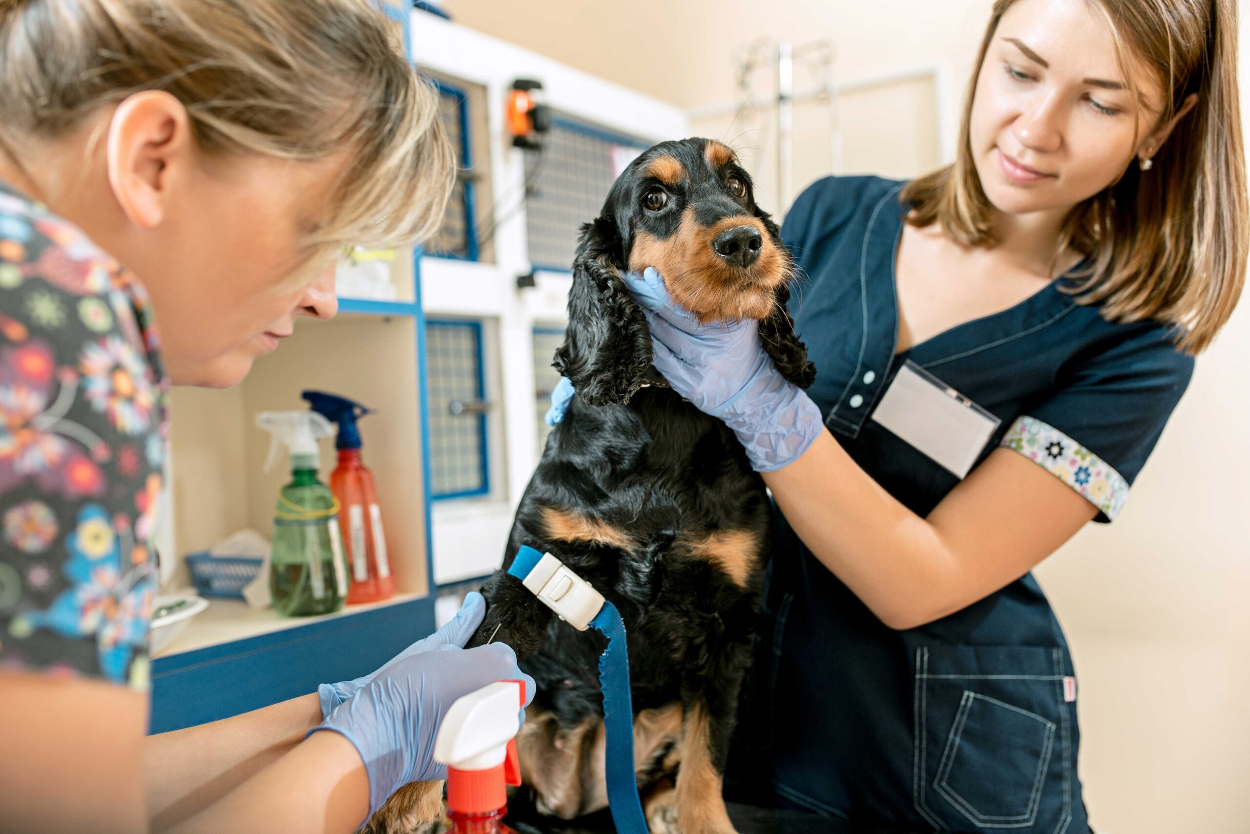 perro veterinario