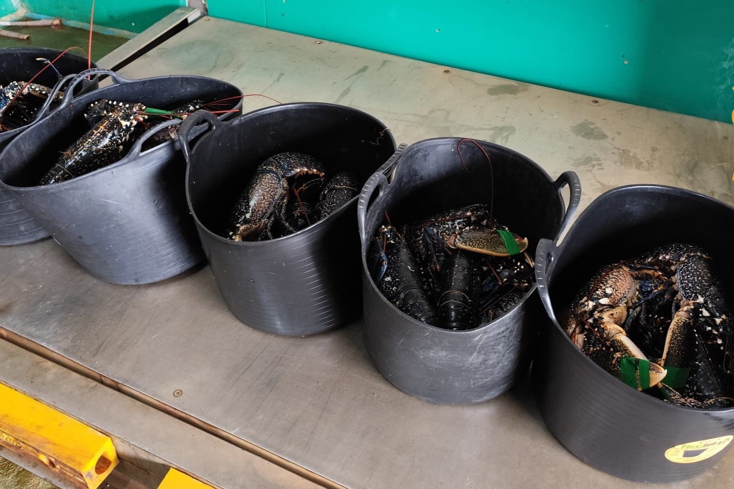 Los capazos contenían 41 ejemplares de bogavantes | GUARDIA CIVIL