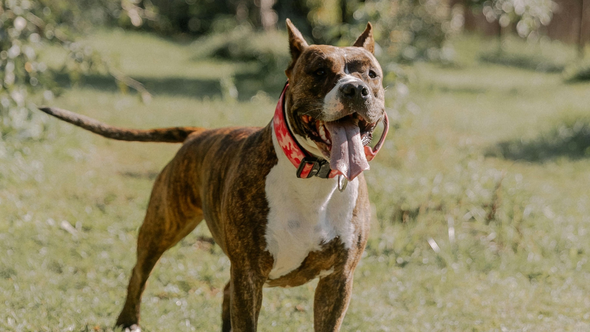 Imagen de archivo de un American Staffordshire Terrier | PEXELS