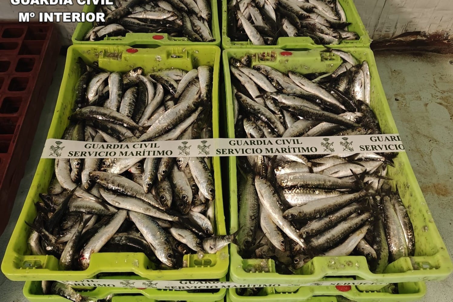 Más de 220 kg de pescado decomisado por la Guardia Civil | GUARDIA CIVIL