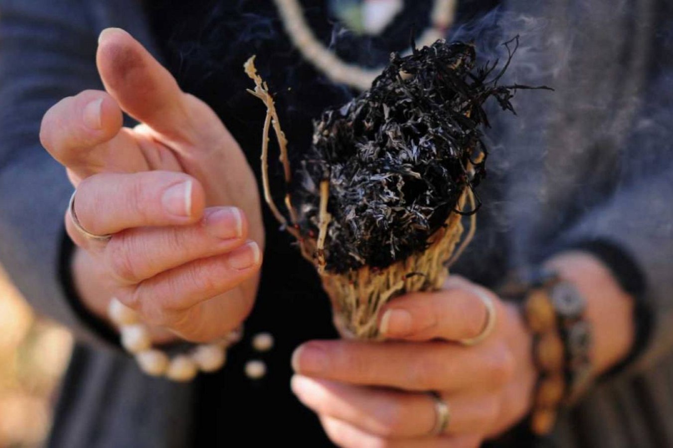 Planta de la ayahuasca
