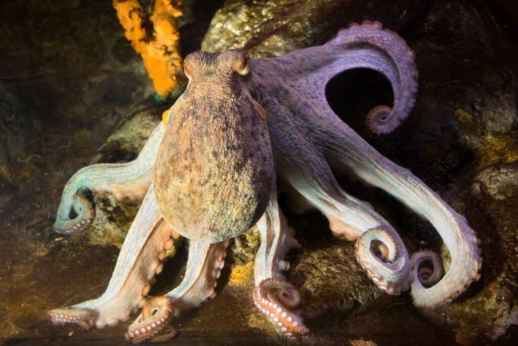 Un pulpo común | IIM (CSIC, Vigo)