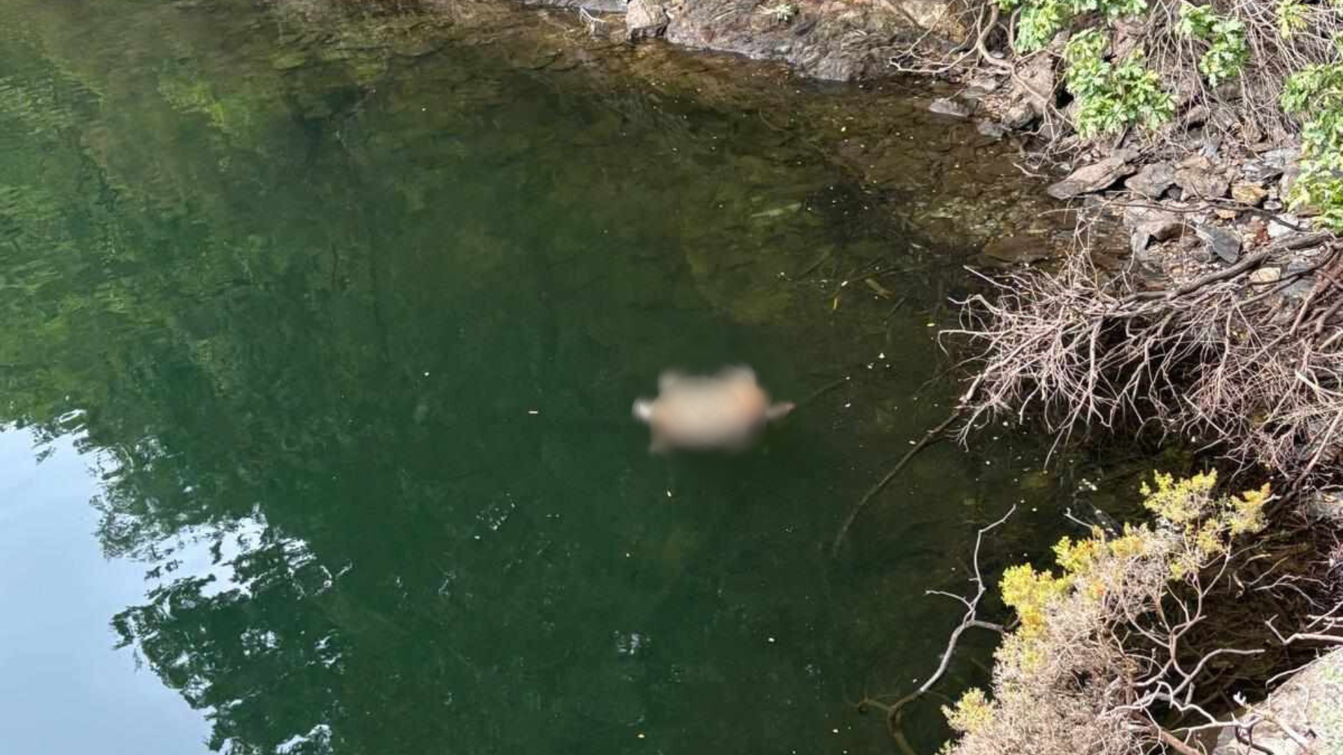 Imagen del hallazgo del perro en el lago de As Pontes de García Rodríguez | Asociación Cometa