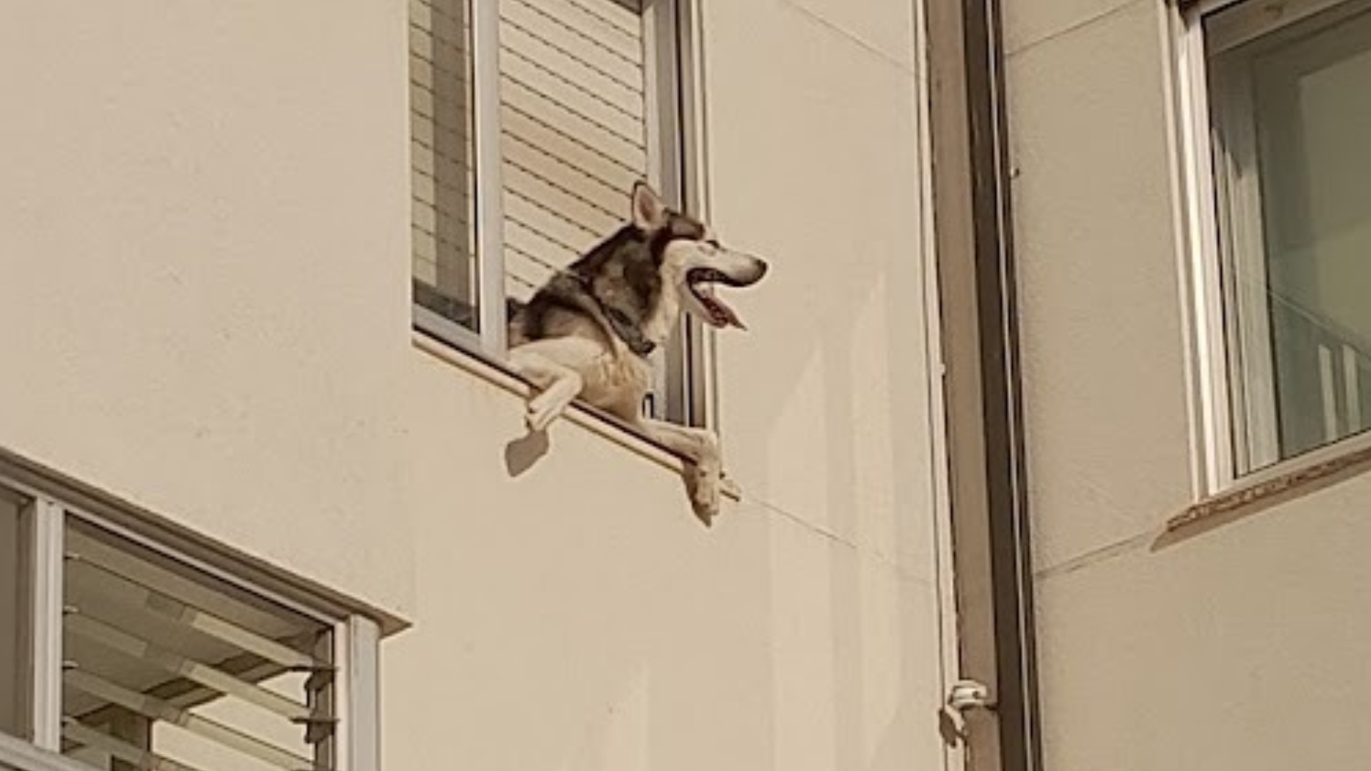 El perro atrapado por una persiana en un piso en Lugo | POLICÍA LOCAL DE LUGO