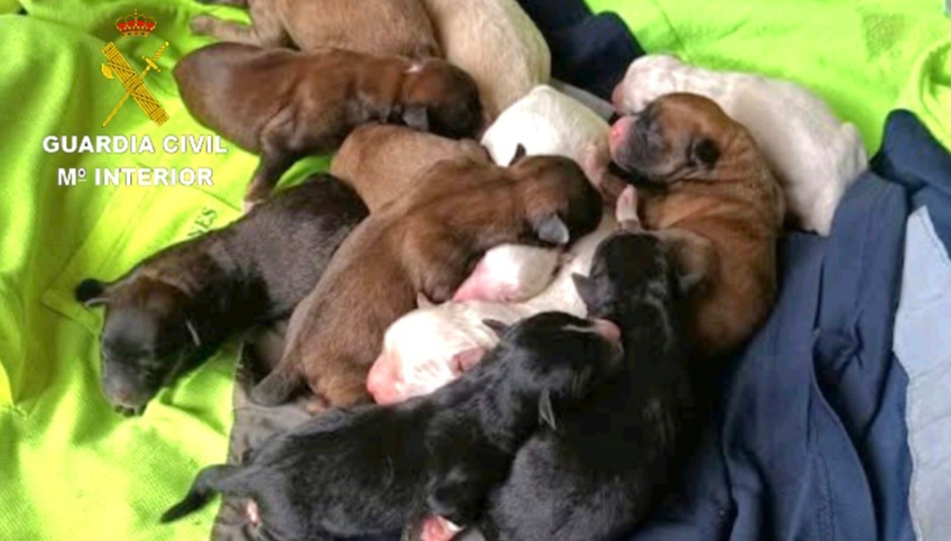 Cachorros Tomiño