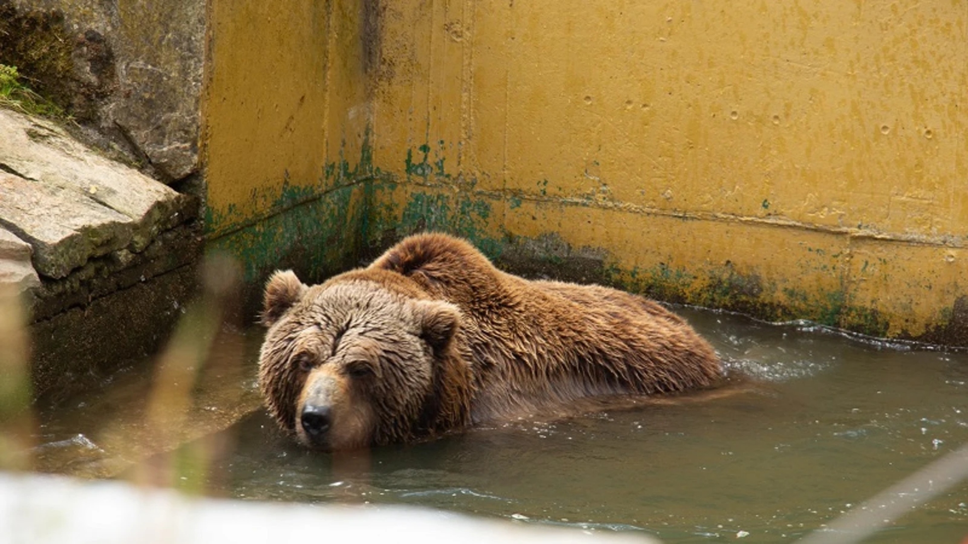 Imagen de archivo de Carmo, el último oso de VigoZoo | CEDIDA