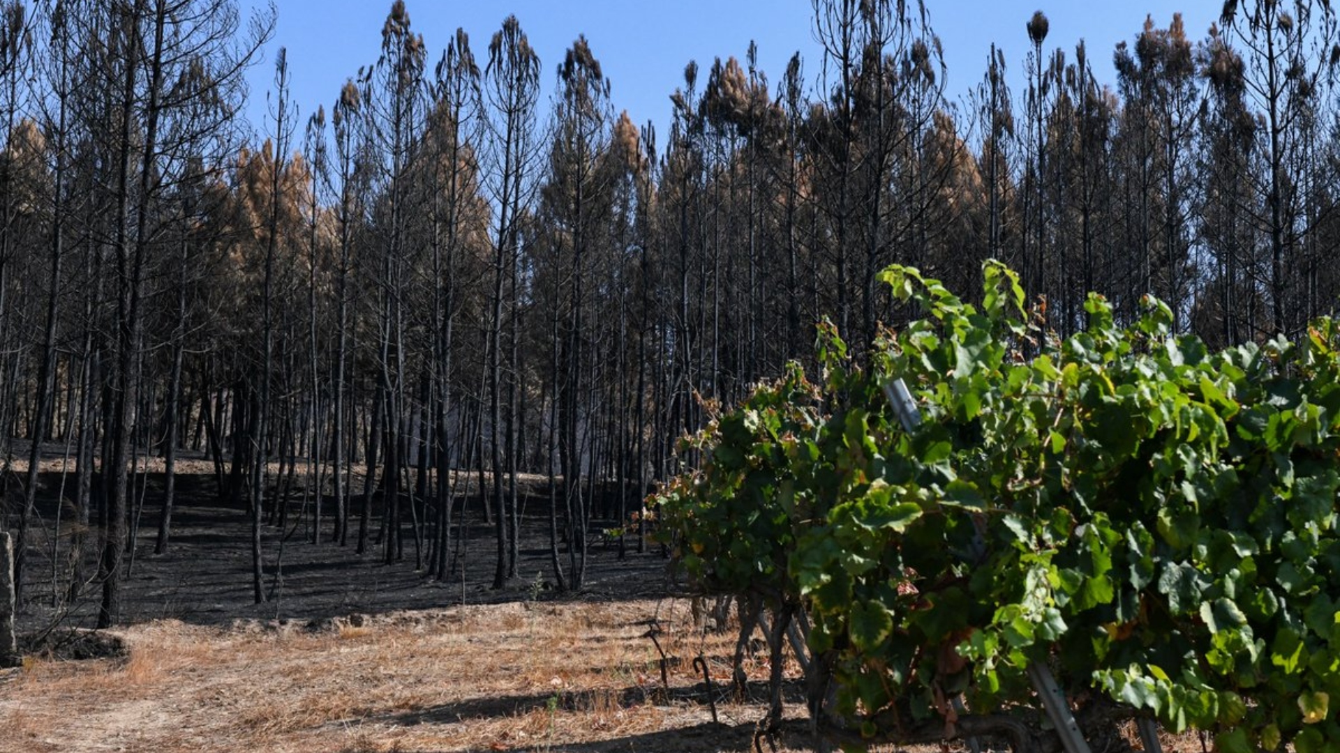 Imagen de archivo de una zona afectada por los incendios | XUNTA DE GALICIA