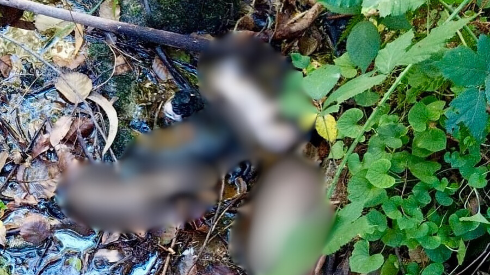 Los cachorros encontrados en el Río Peitieiros, en Gondomar | CONCELLO DE GONDOMAR