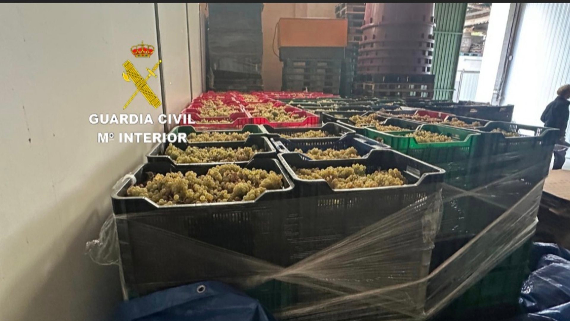 Uva ilegal Portugal Salvaterra