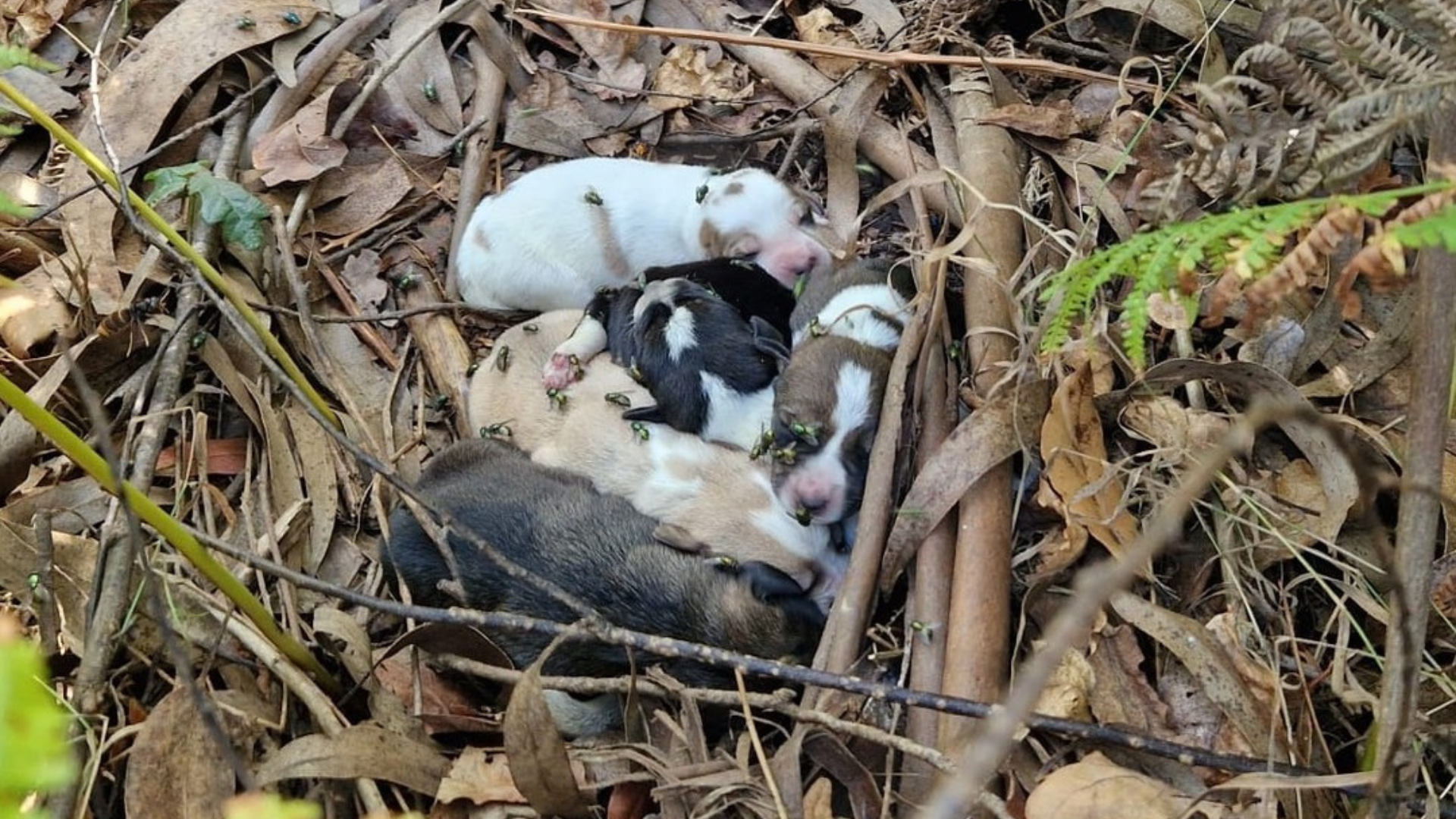Perros abandonados en Carballo | CONCELLO DE CARBALLO