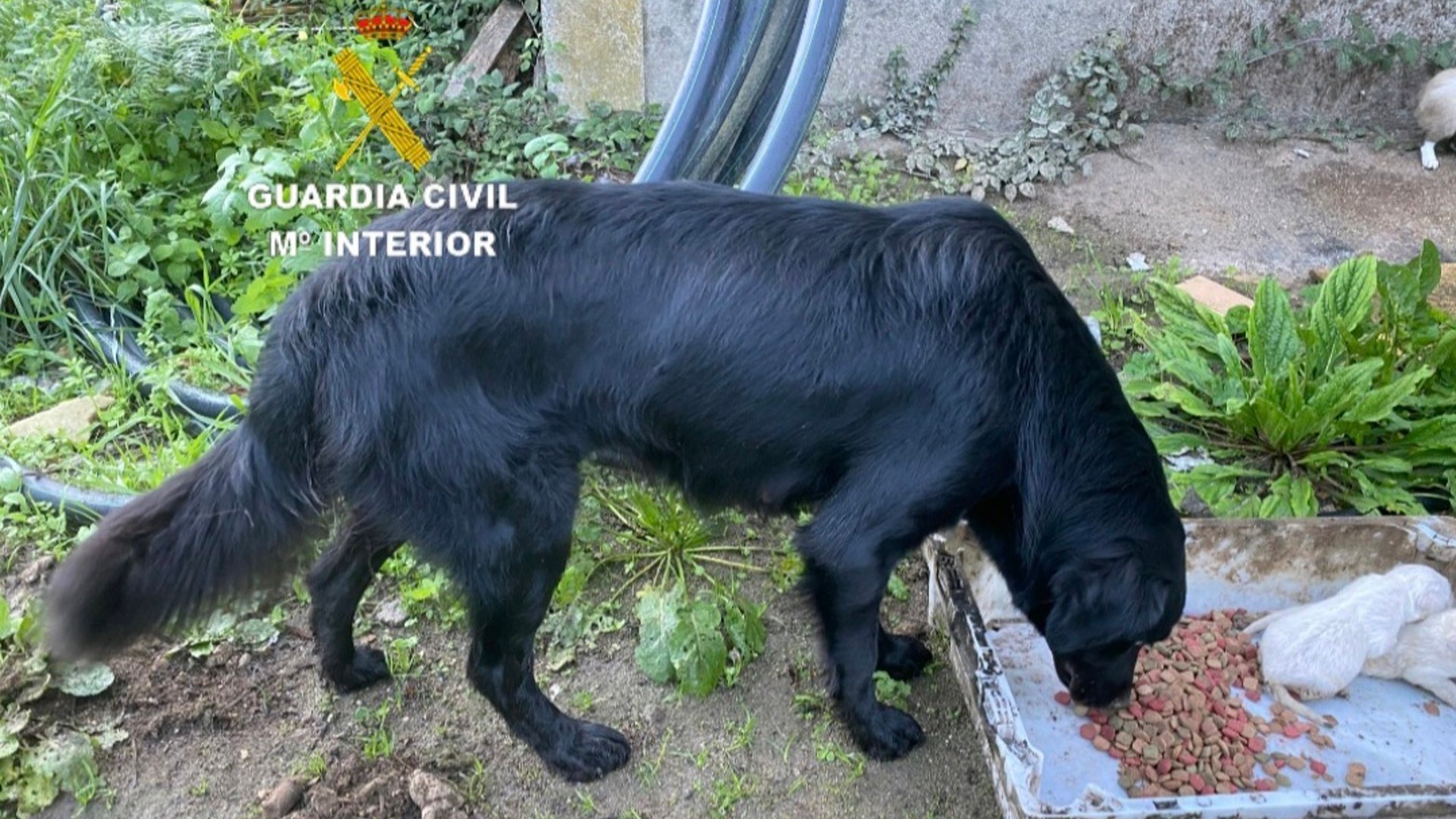 Gondomar perra