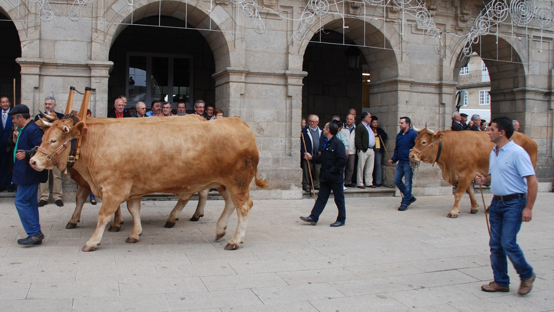 Lugo Desfile Ganado San Froilán