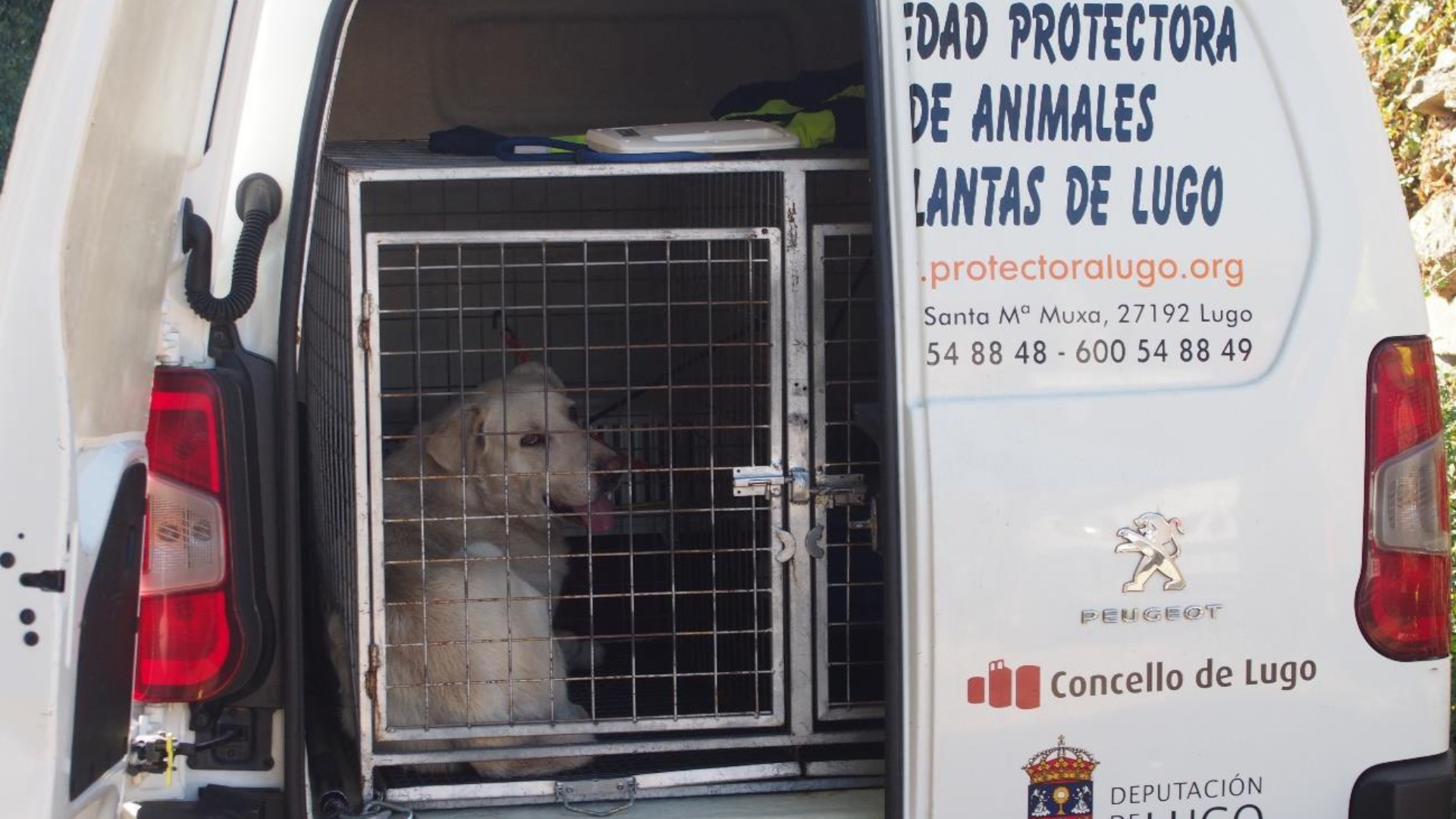 Perro robado de la protectora de animales de Lugo | GUARDIA CIVIL