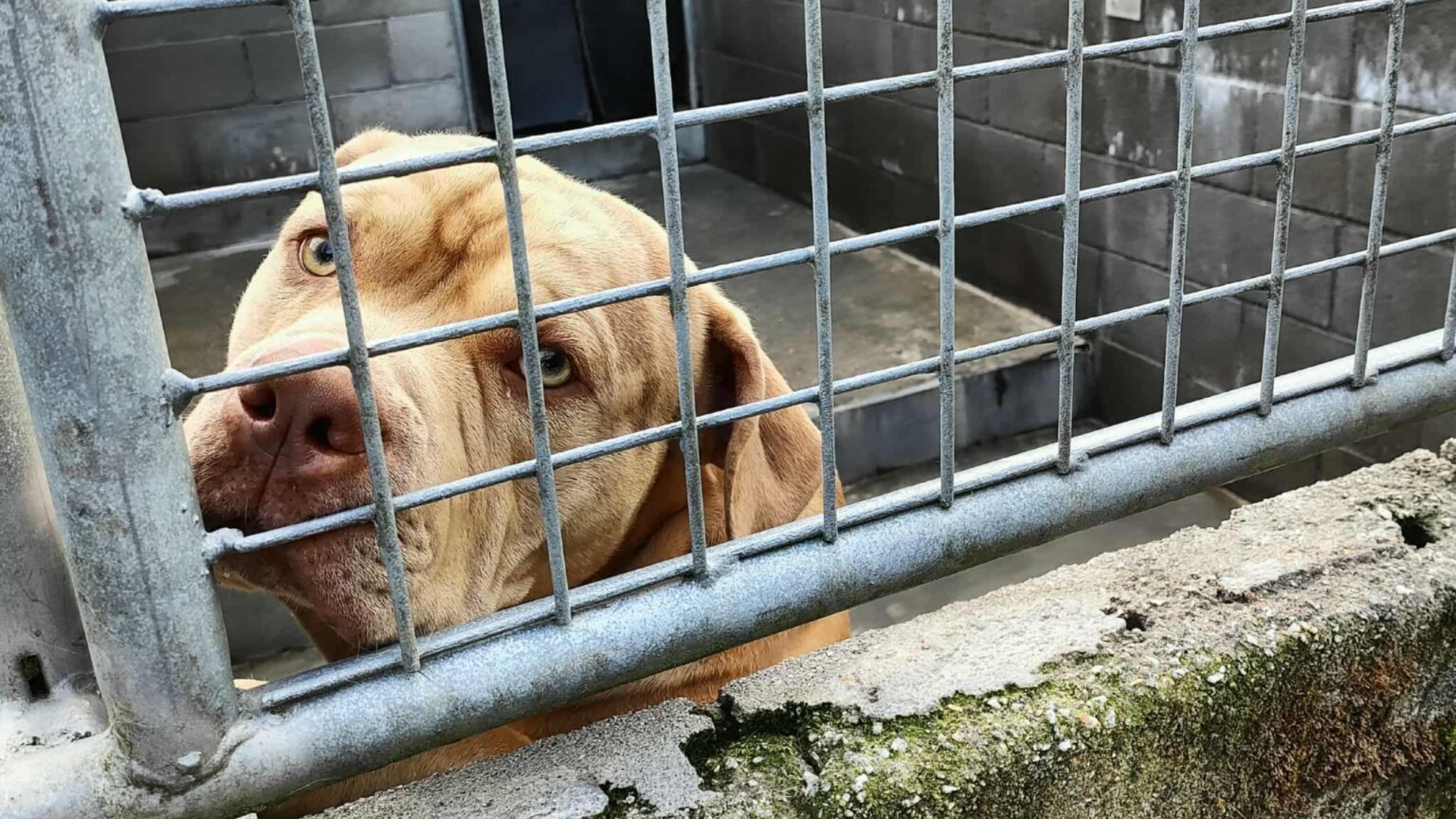 Gosu, uno de los perros para los que el Refuxio de Bando acuerda la eutanasia