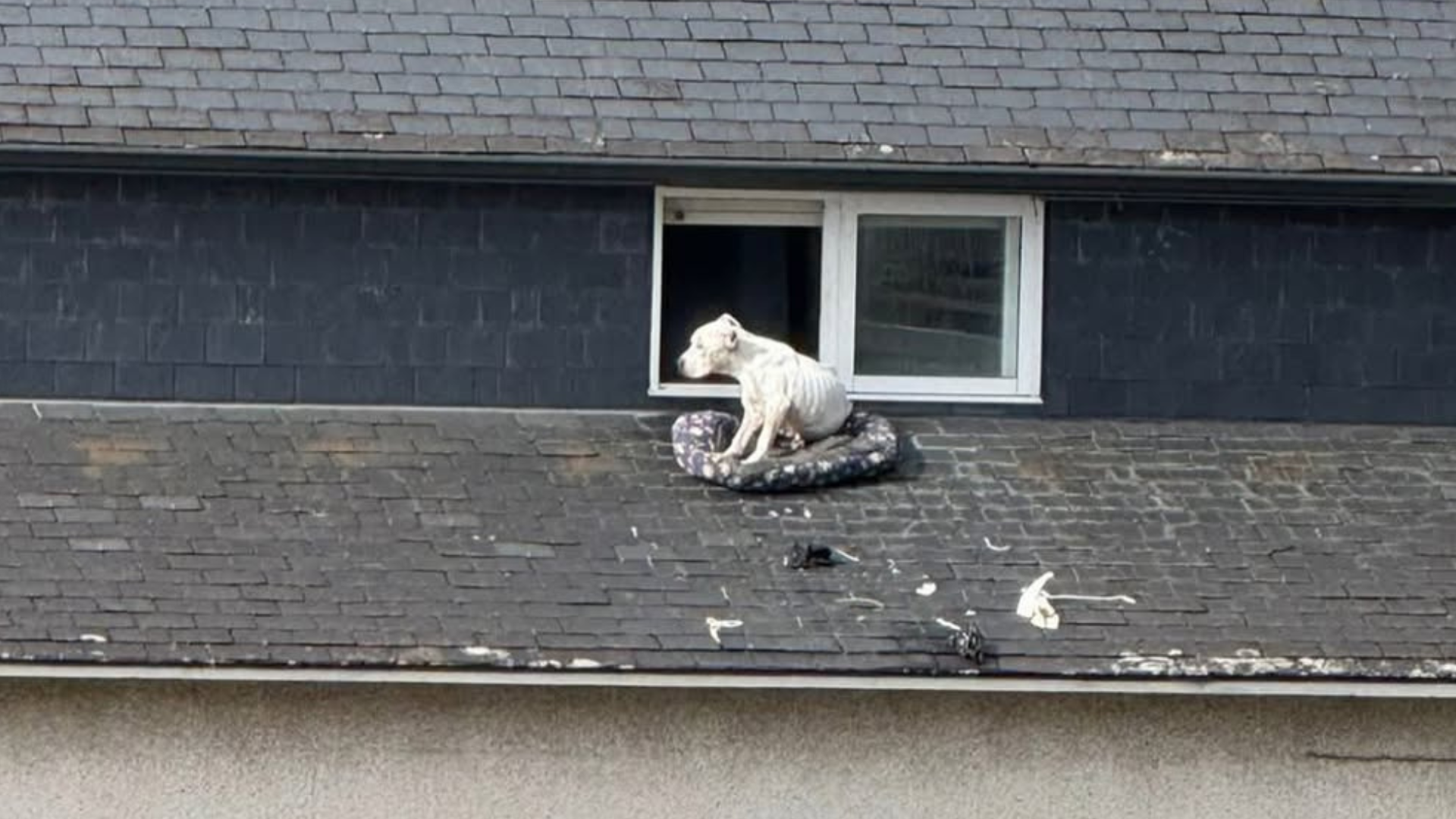 Queen, en una imagen difundida por asociaciones y protectoras de la zona de Morraza Queen, en una imagen difundida por asociaciones y protectoras de la zona de Morraza