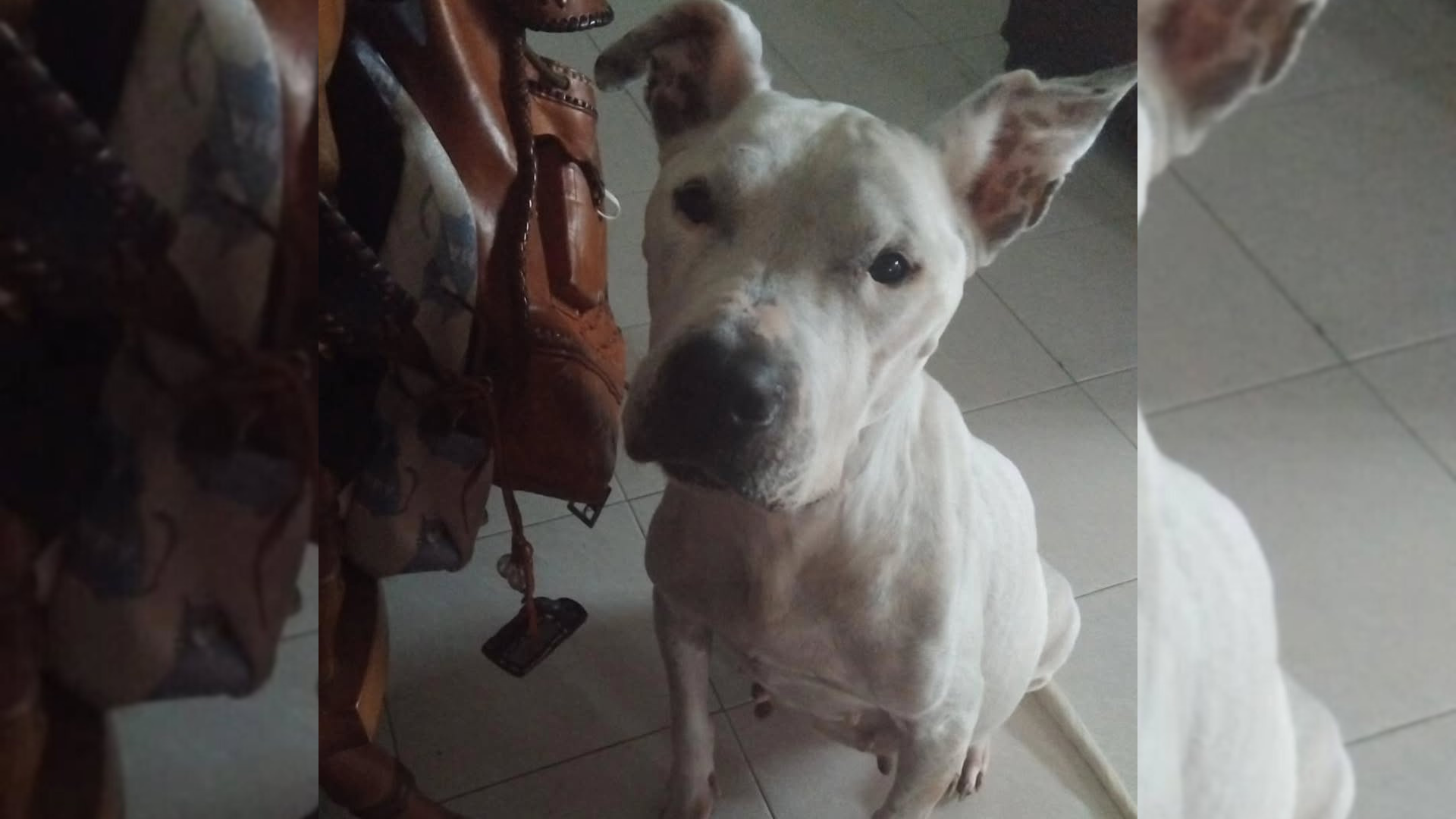 Queen, la perra rescatada en Caldas de Reis Queen, la perra rescatada en Caldas de Reis