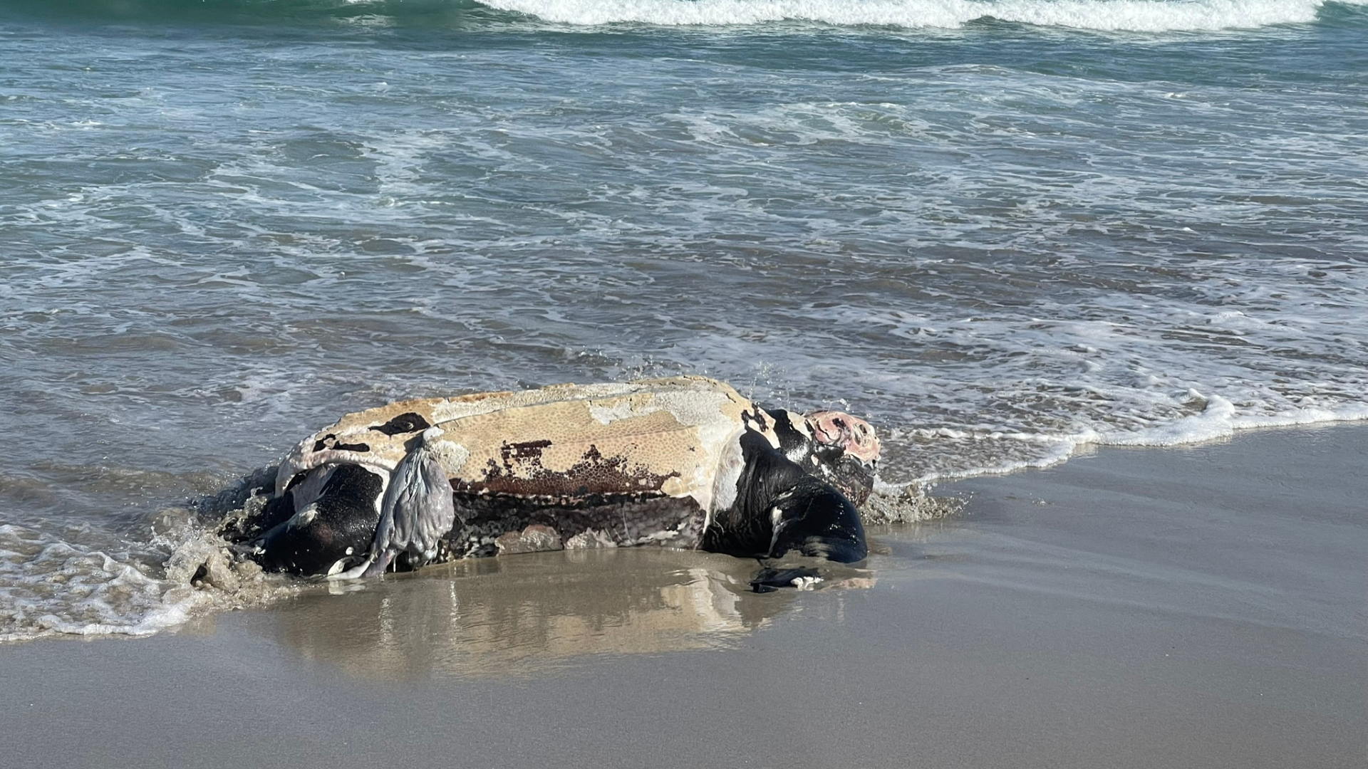 Tortuga laúd varada en una playa de Ferrol | CEDIDA