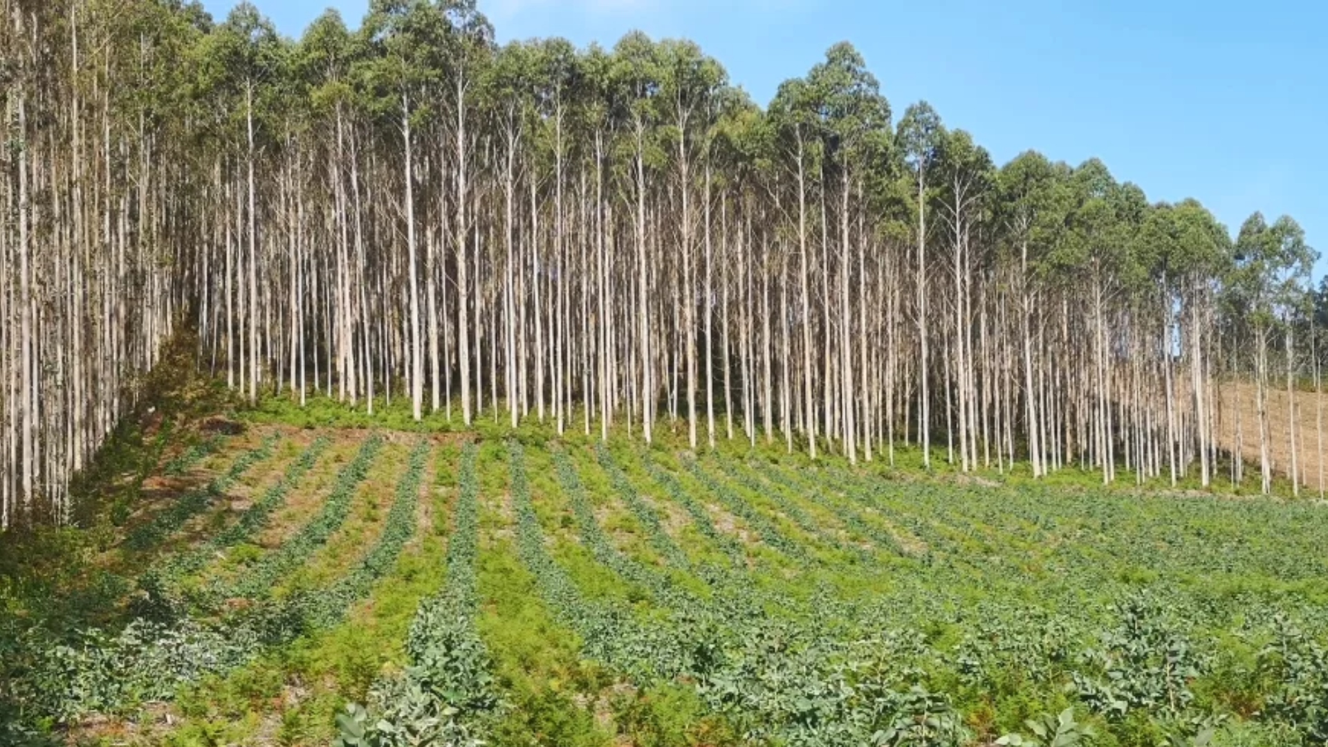 Eucalipto plantación
