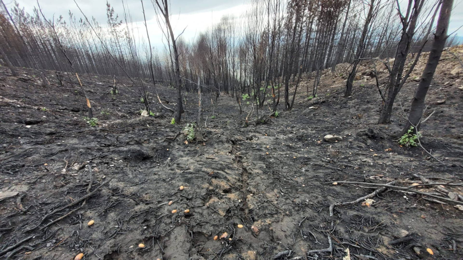 Imagen de los montes gallegos | Ecoloxistas Orille Arnoia Atlántica e Verde