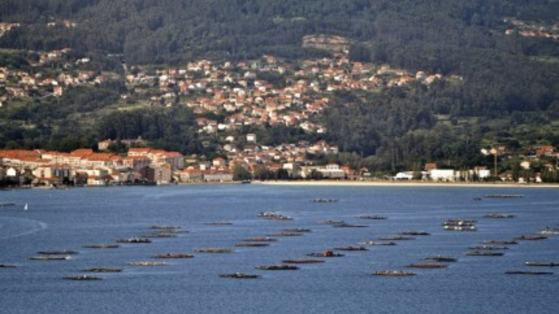Bateas en la ría de Vigo | Turismo de Vigo