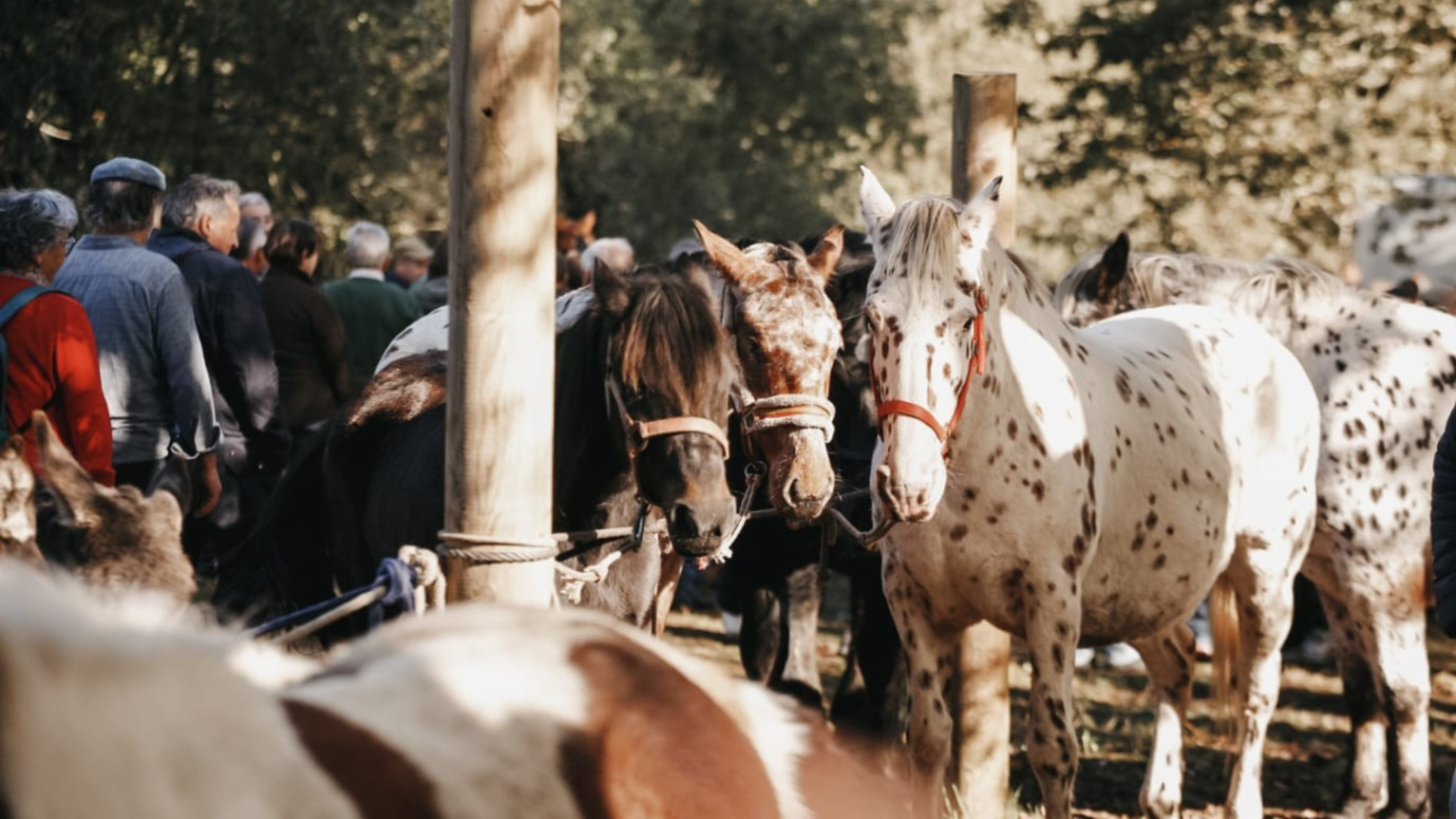 Feira Cabalar de San Martiño de Francos | Concello de Teo