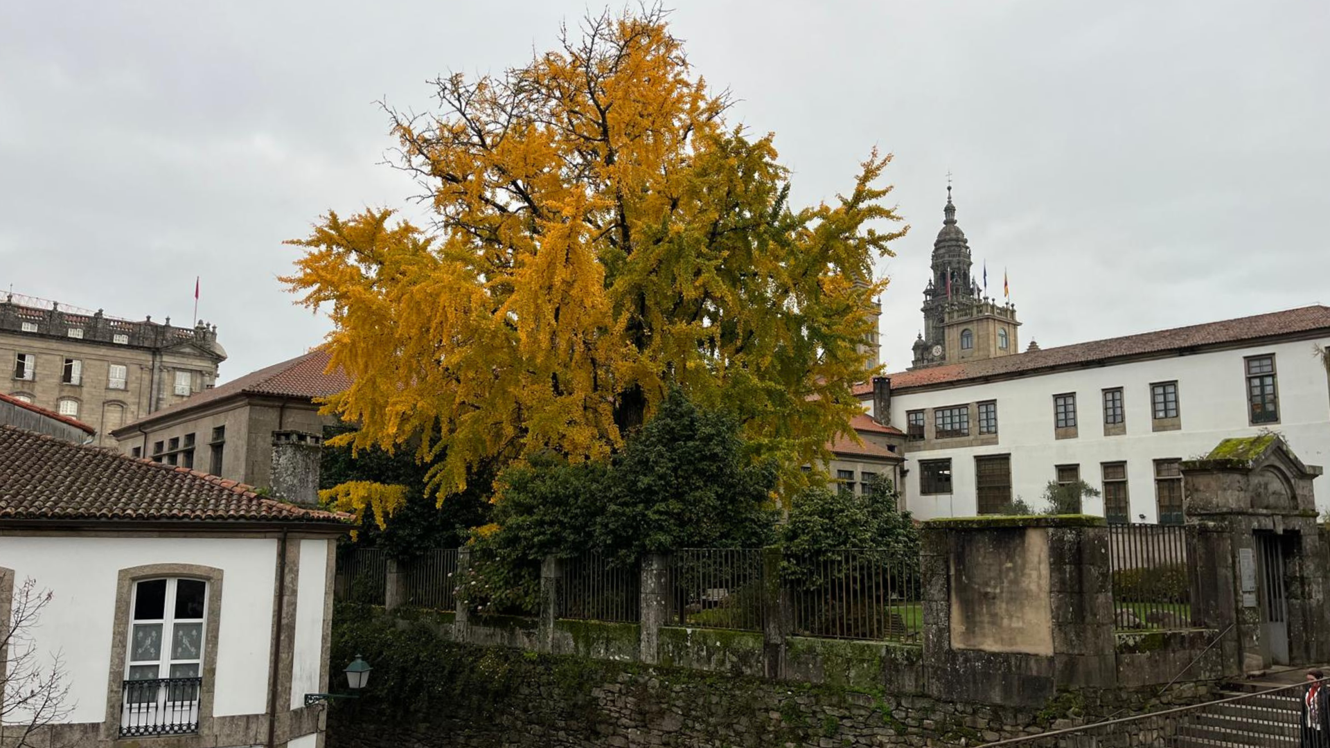 El ginkgo biloba más antiguo de España está en Santiago