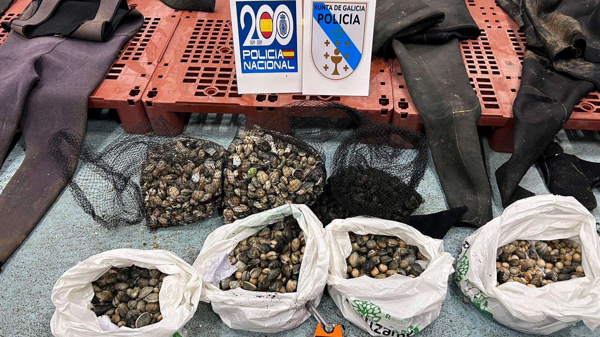 Almeja berberecho decomiso Boiro