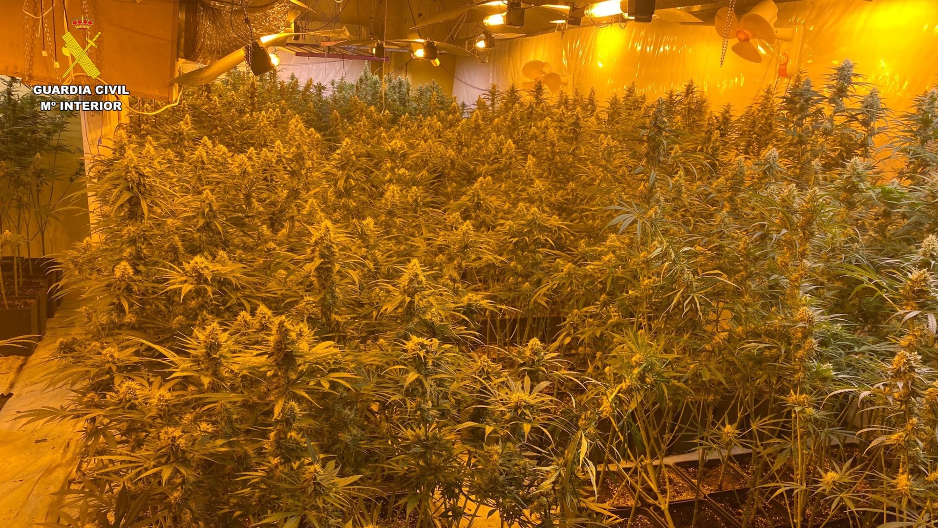 Guardia Civil marihuana Ames