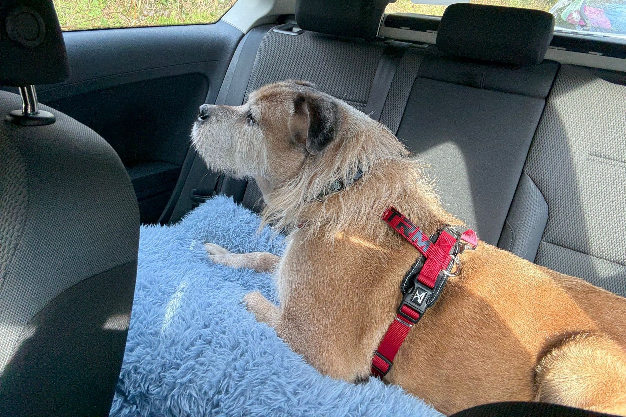 Rubio, camino a su nueva vida tras nueve años en la protectora de Lugo