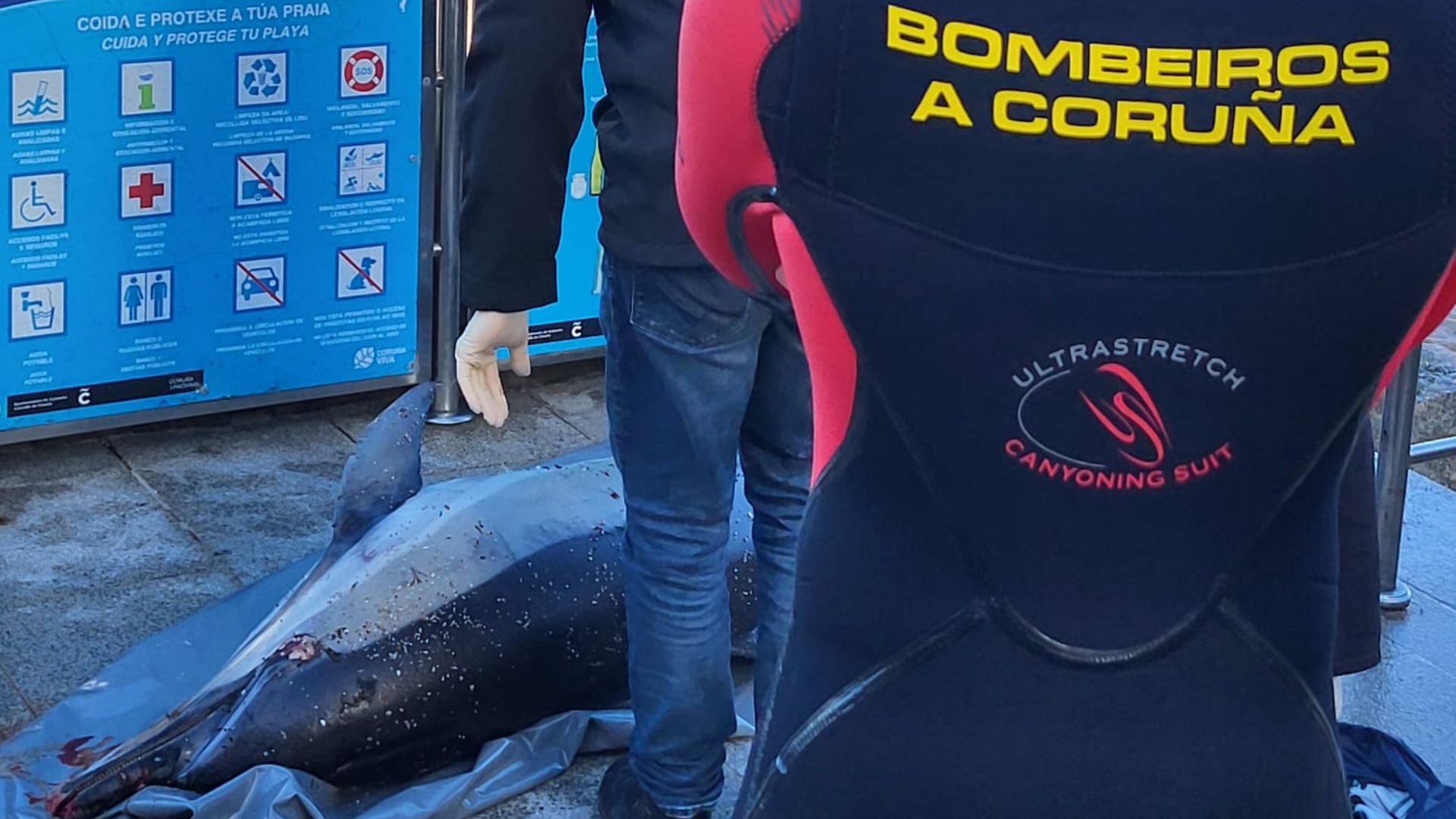 Delfín Riazor Coruña