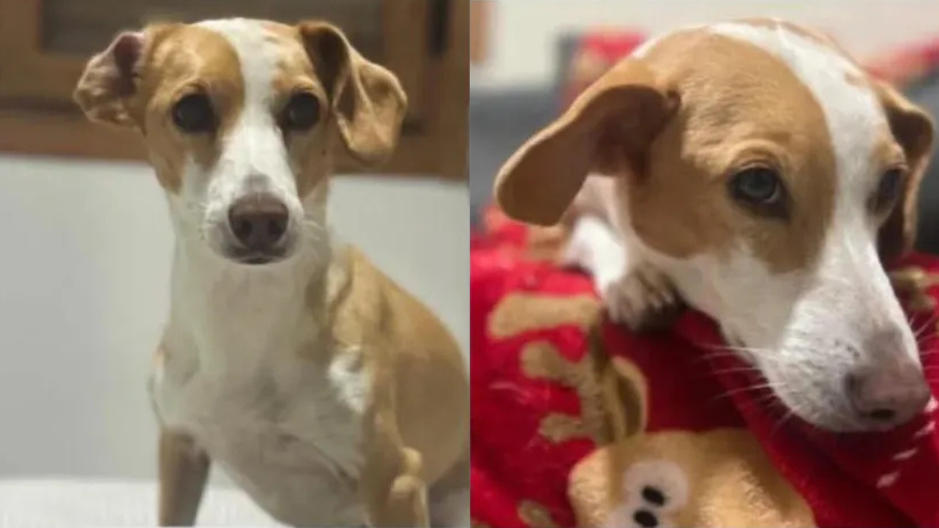 Buscan a Maty, la perra de 11 años desaparecida en Vilaboa desde Fin de Año