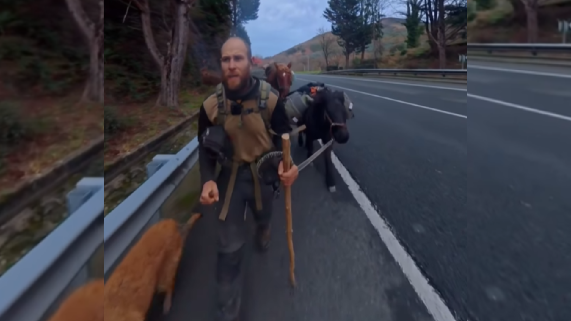 Jakub haciendo el Camino de Santiago junto a sus animales