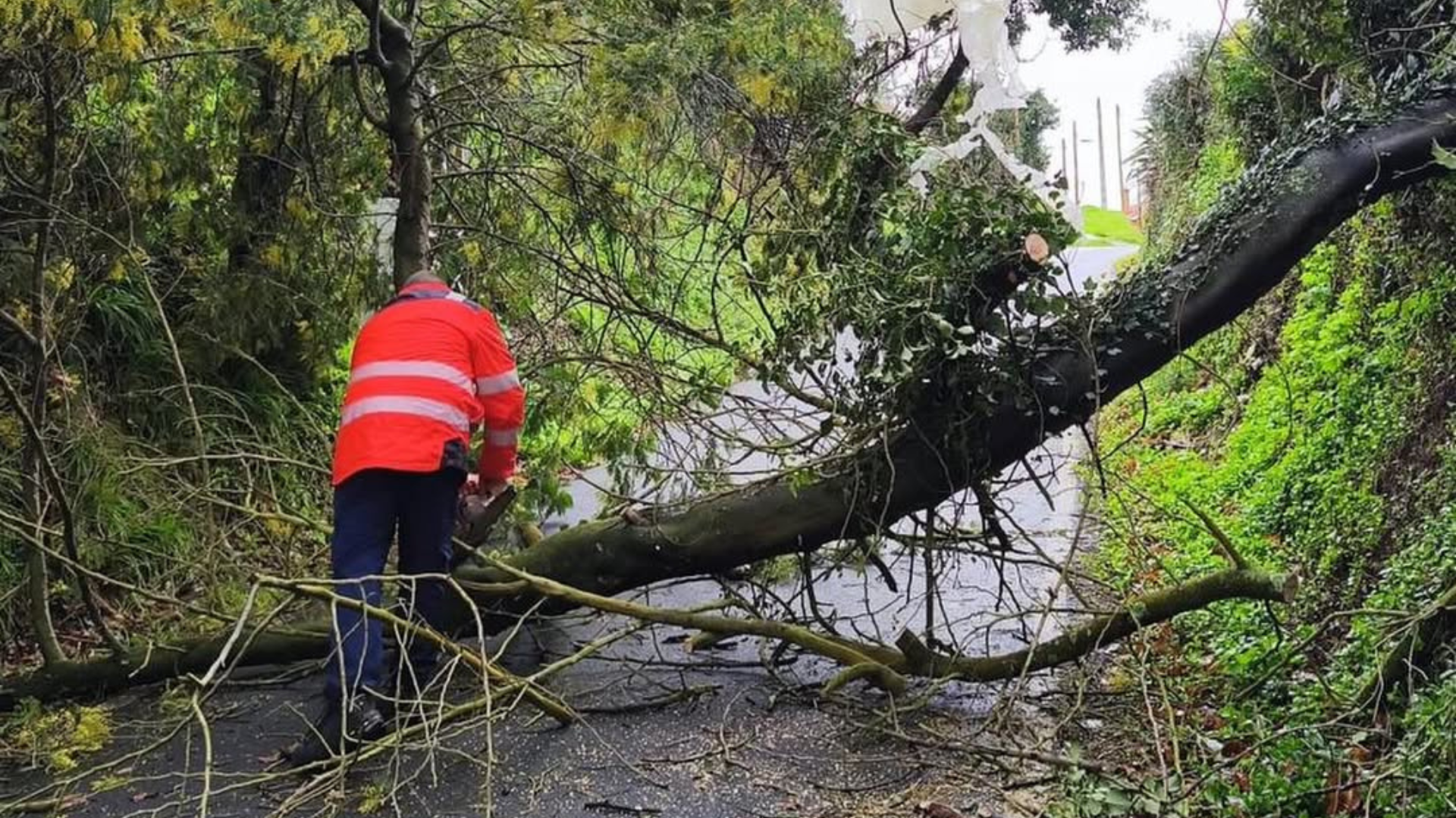 Un árbol caído en Betanzos, a consecuencia de la borrasca