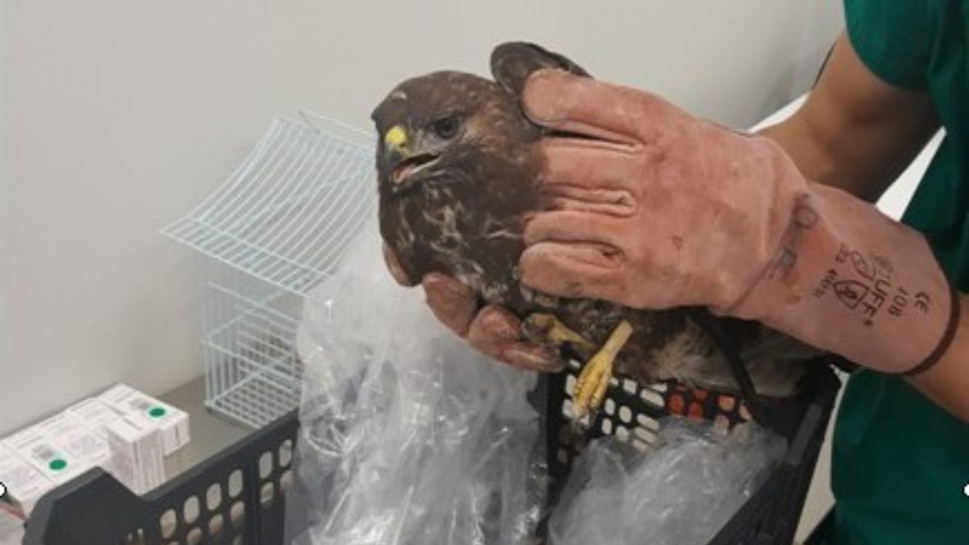 Águila rescatada Outeiro de rei