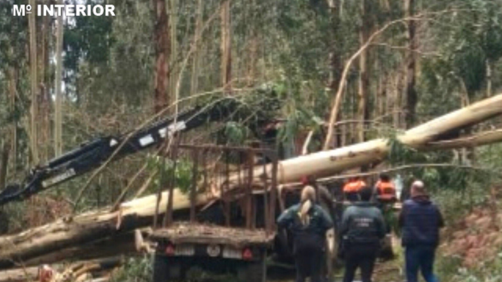 Árbol Soutomaior Redondela