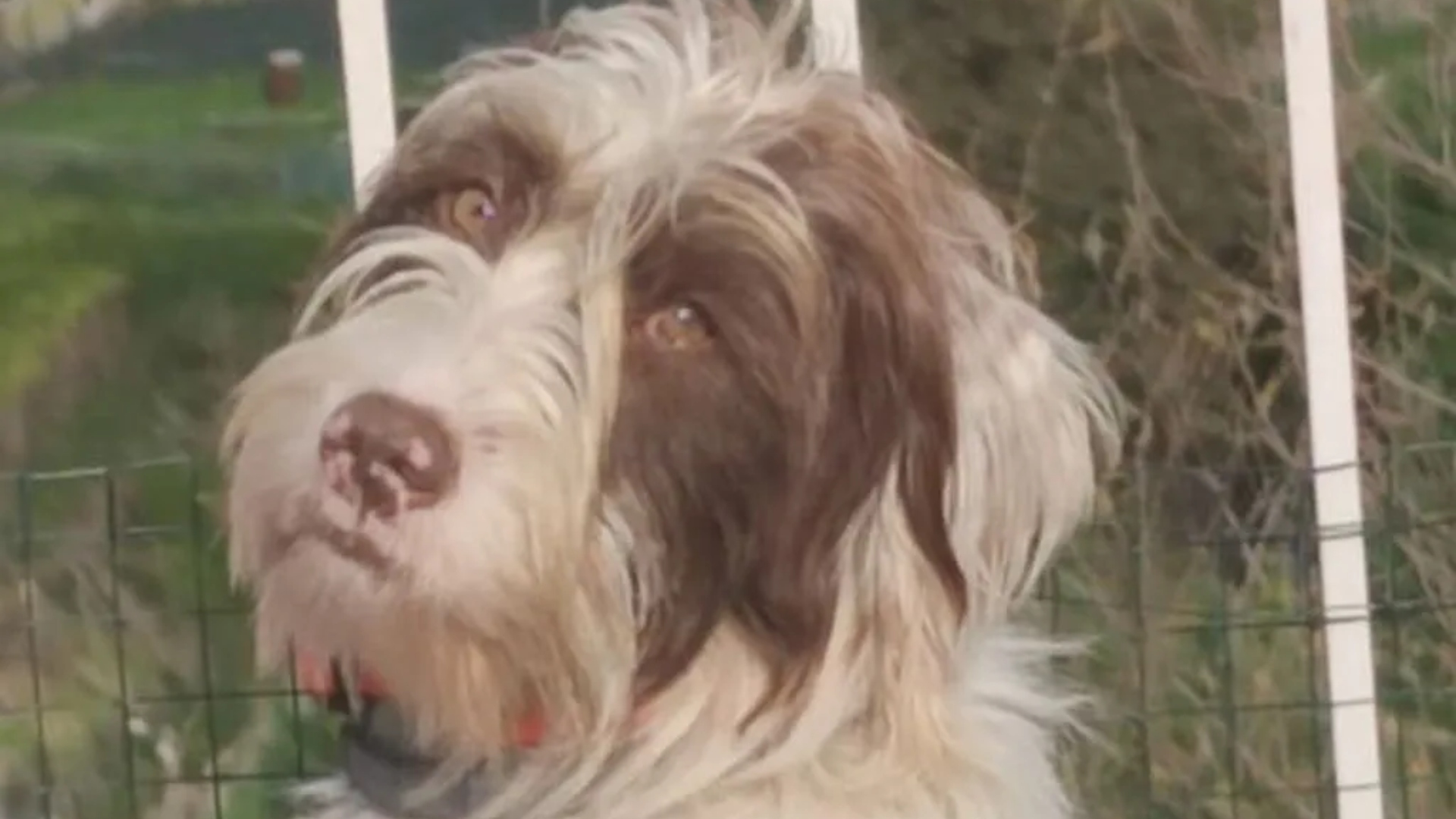 Coco Coruña ADN muerto