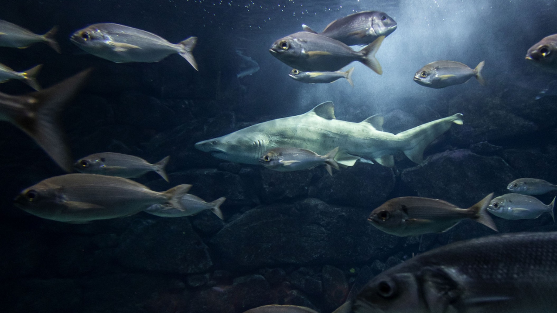 Gastón tiburón toro Aquarium Finisterrae A Coruña