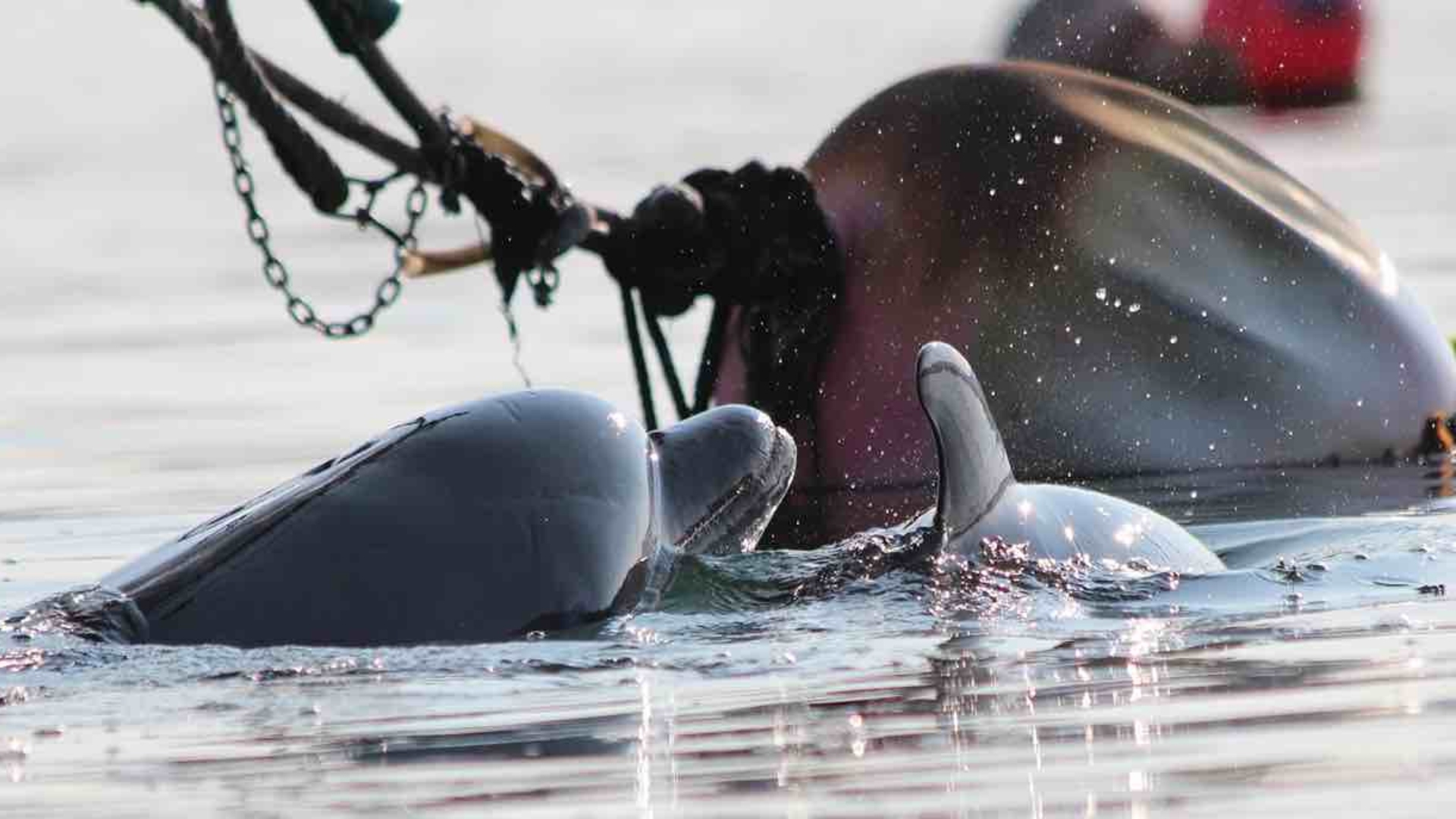 Ladiña Ladeira CEMMA delfín arroaz