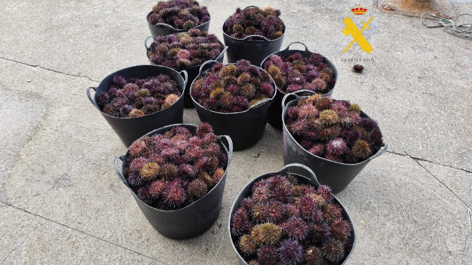 Erizo de mar capturado de forma ilegal