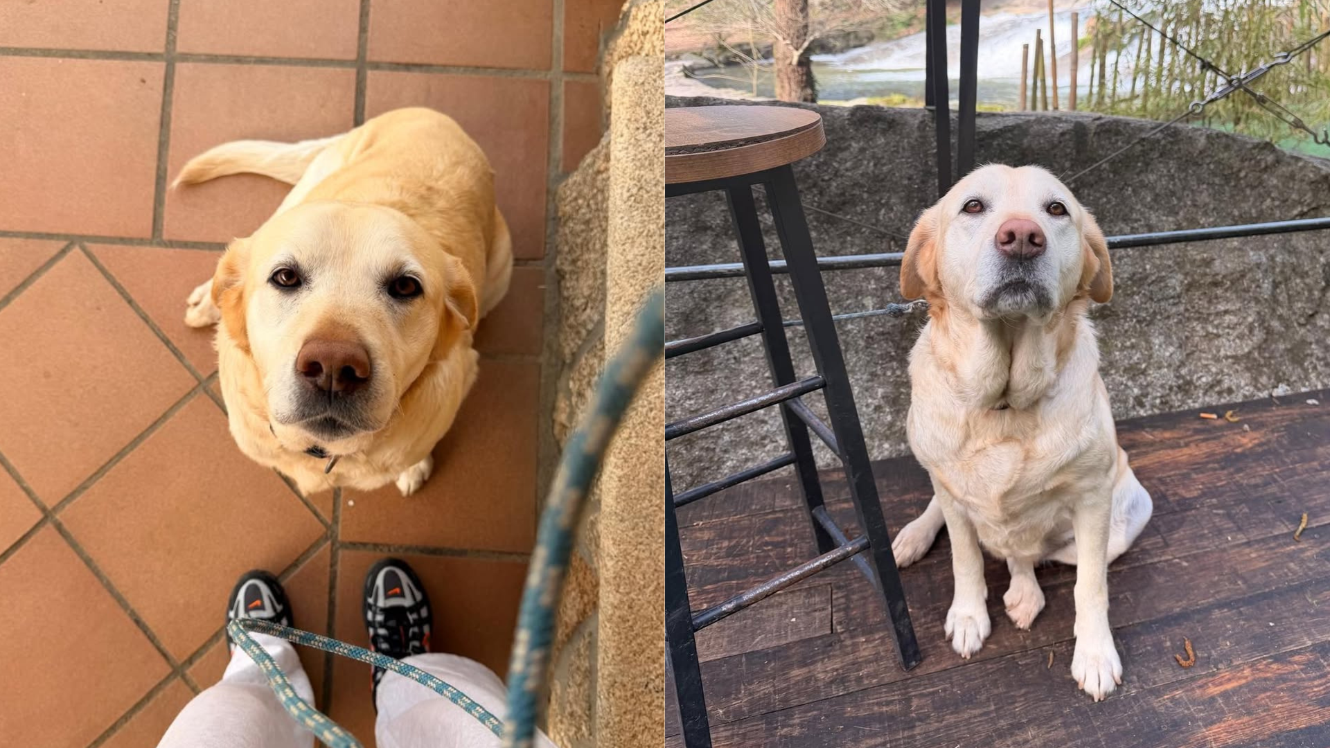 Buscan un hogar para Xana | Asociación Cadeliños