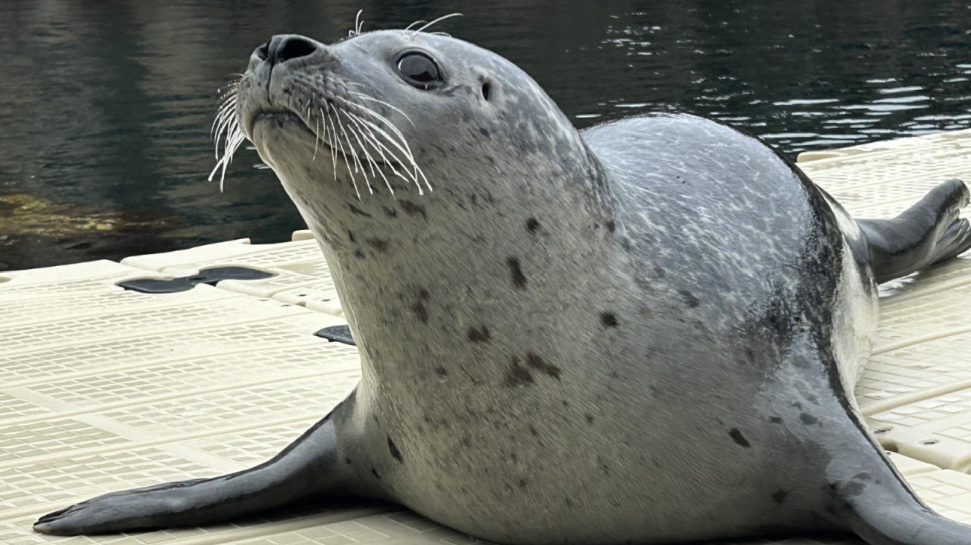 Jinzi, la nueva foca del Aquarium Finisterrae | CONCELLO DA CORUÑA