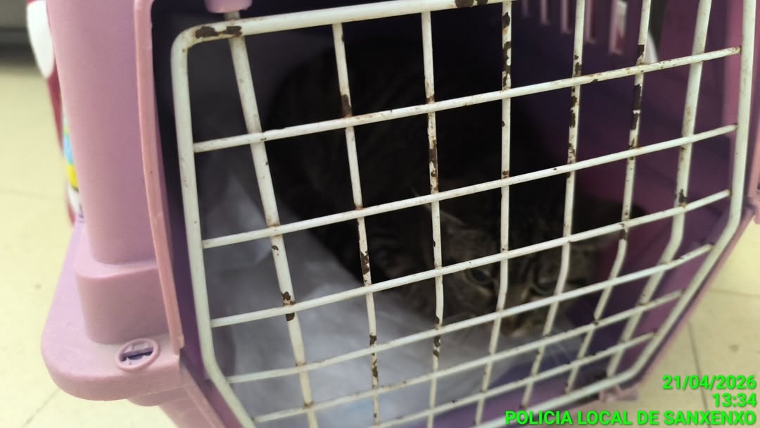 O gato na sede de Medio Ambiente en Vilalonga | POLICÍA LOCAL DE SANXENXO