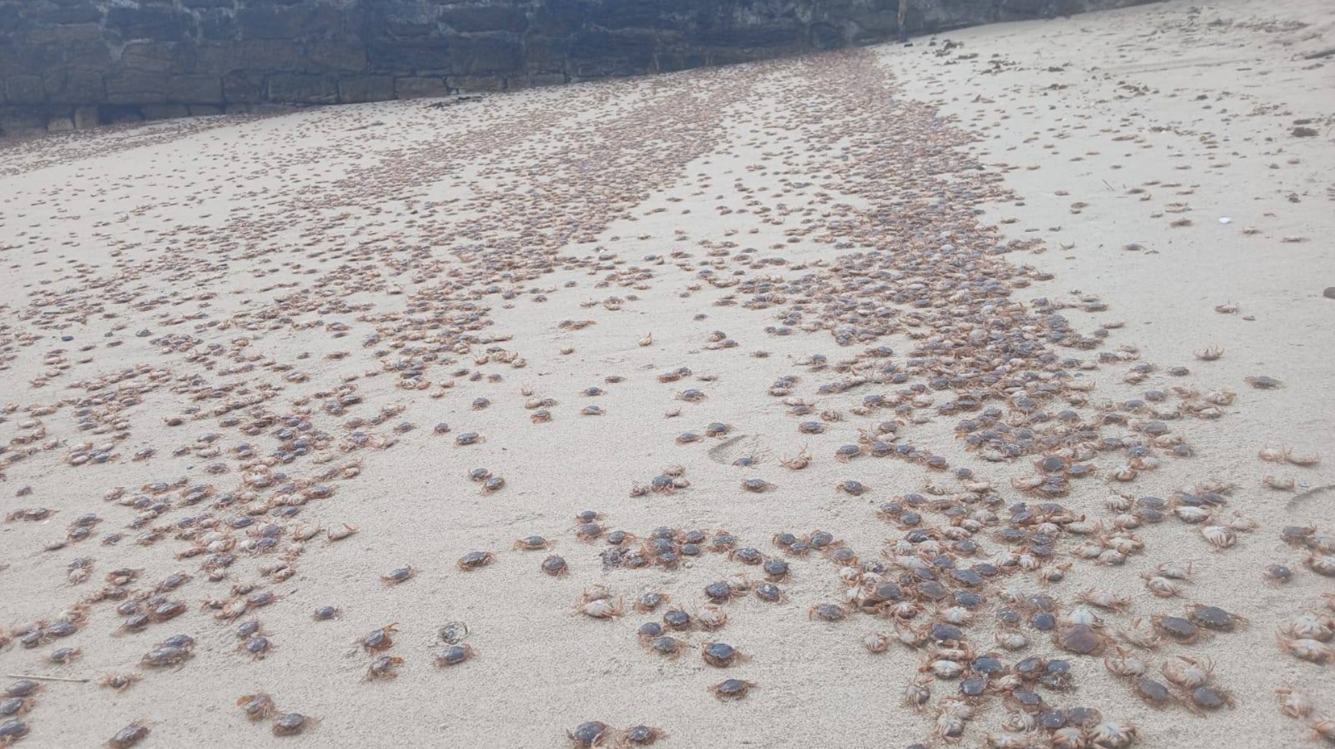 Los miles de cangrejos patudos o "patexos" que llegaron a las islas Cíes, Ons y Sálvora | PARQUE NACIONAL DAS ILLAS ATLÁNTICAS
