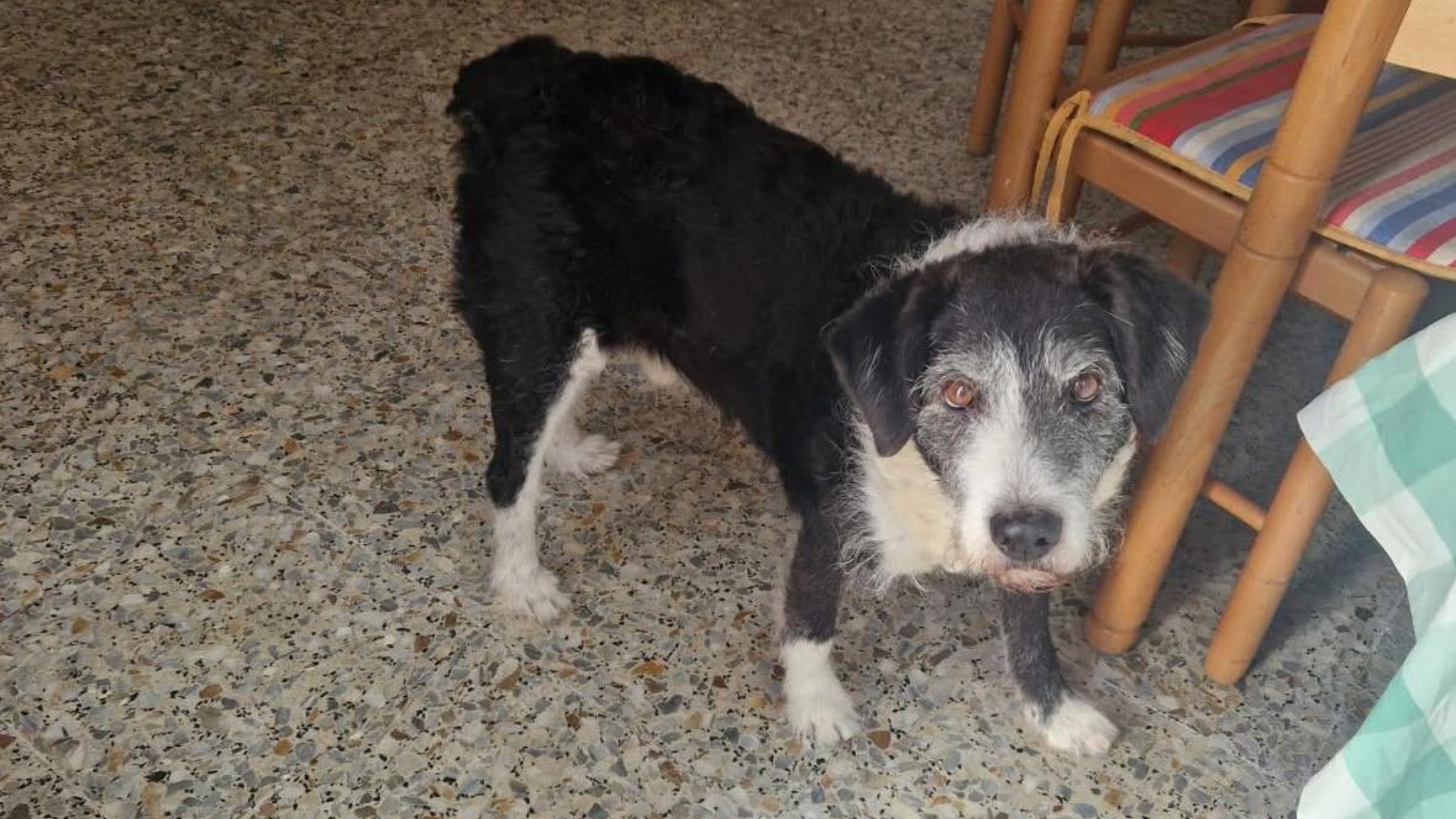 Dino, el perro anciano de Combarro que busca acogida por el ingreso hospitalario de su dueño | A CANCEIRA DE POIO