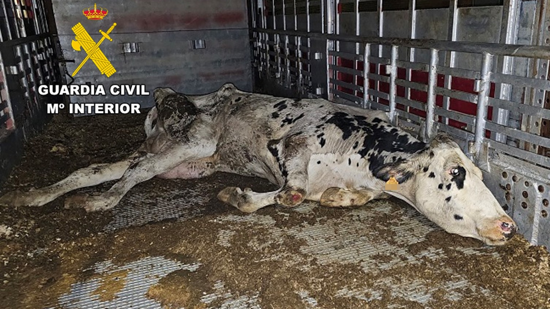 Una de las vacas maltratadas en la Operación 'Leiteira' | GUARDIA CIVIL
